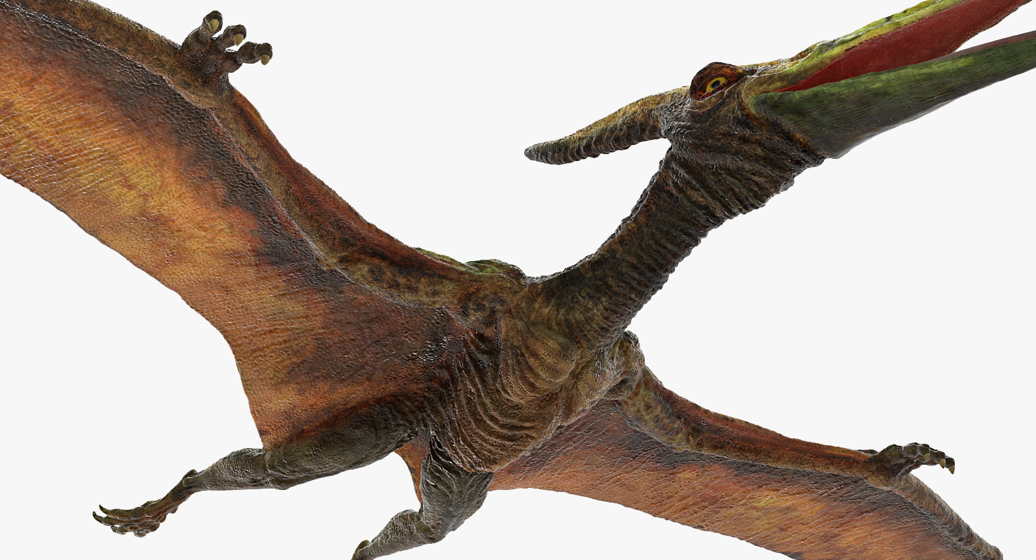 Pteranodon Flying Carnivorous Reptile 3D