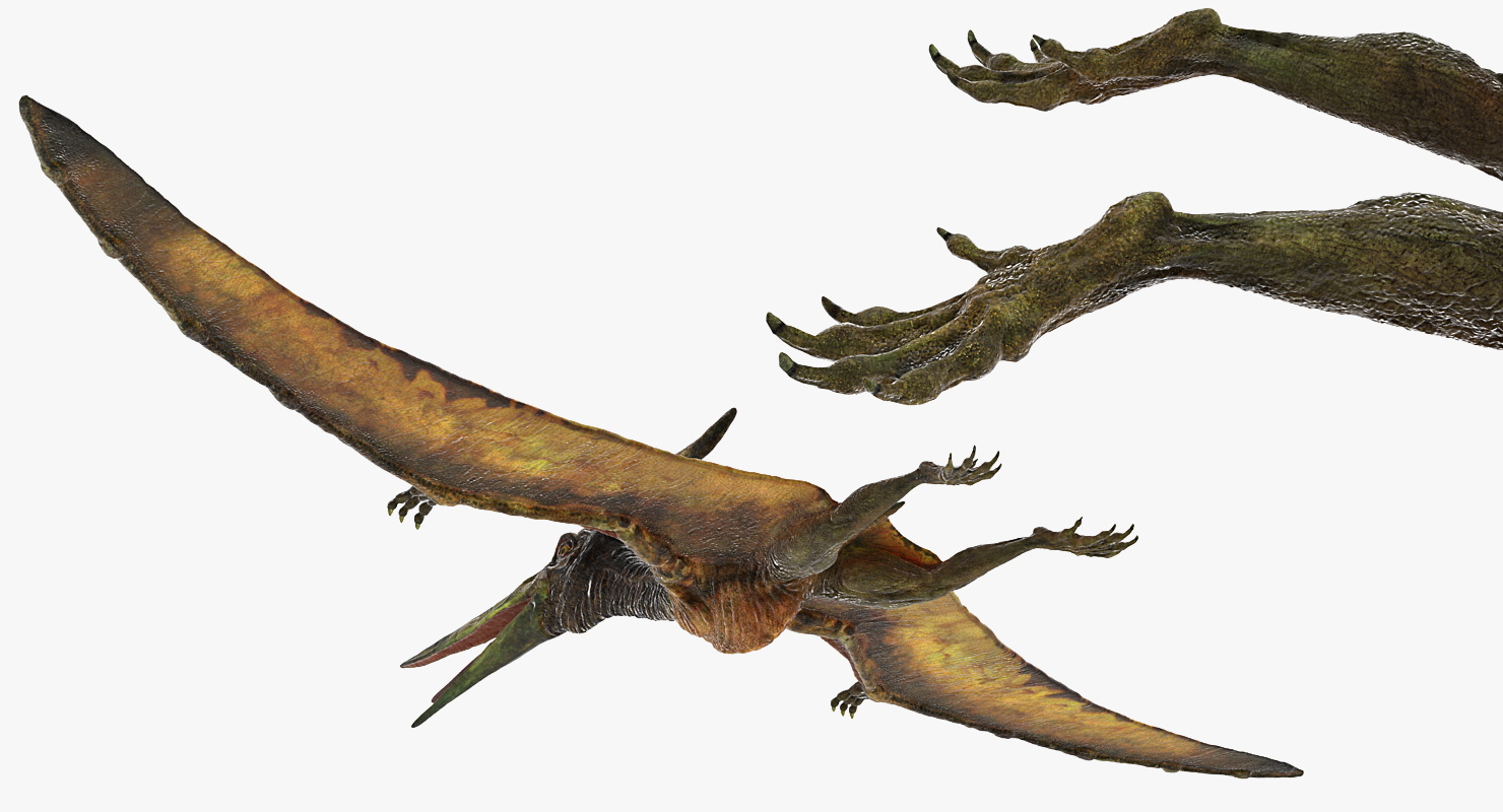 Pteranodon Flying Carnivorous Reptile 3D