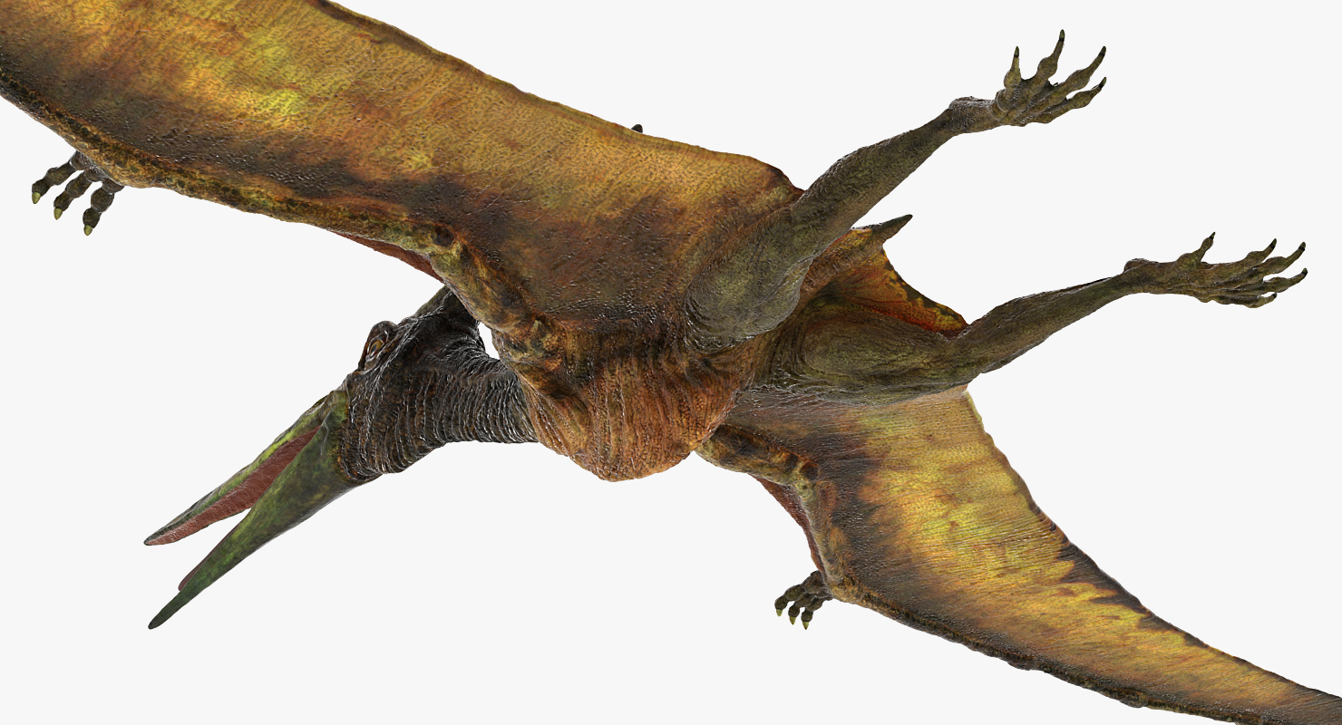 Pteranodon Flying Carnivorous Reptile 3D