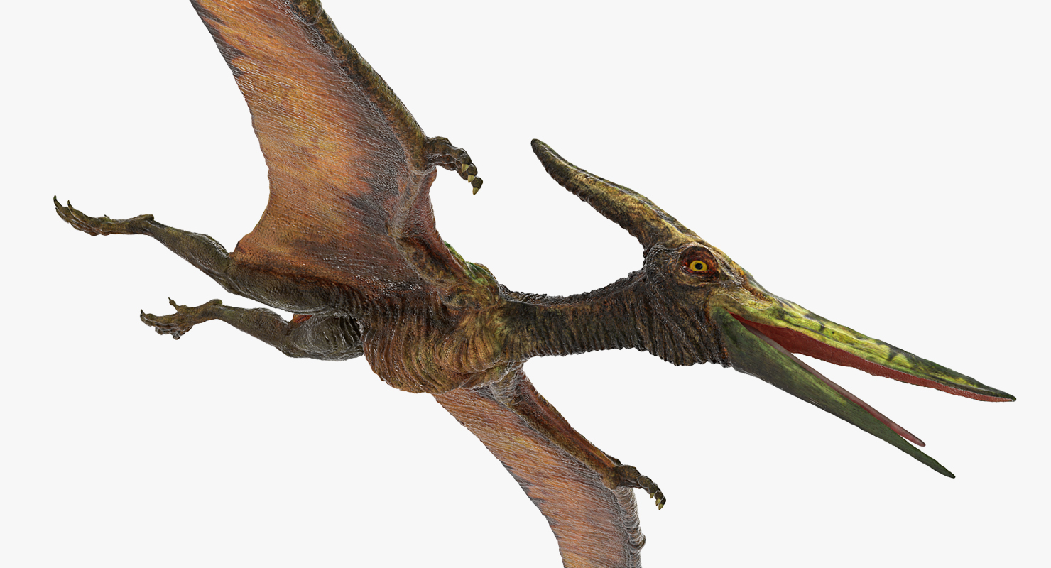 Pteranodon Flying Carnivorous Reptile 3D
