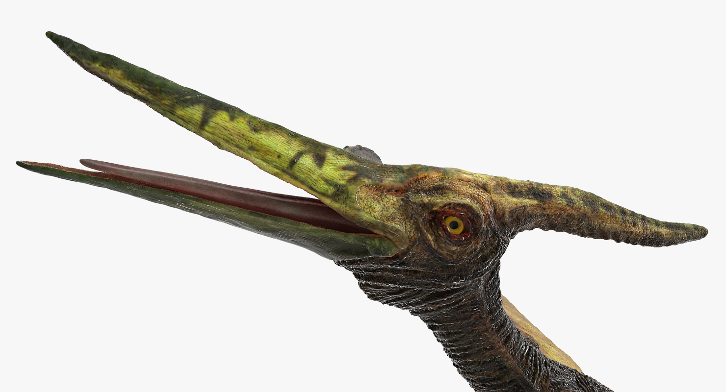 Pteranodon Flying Carnivorous Reptile 3D