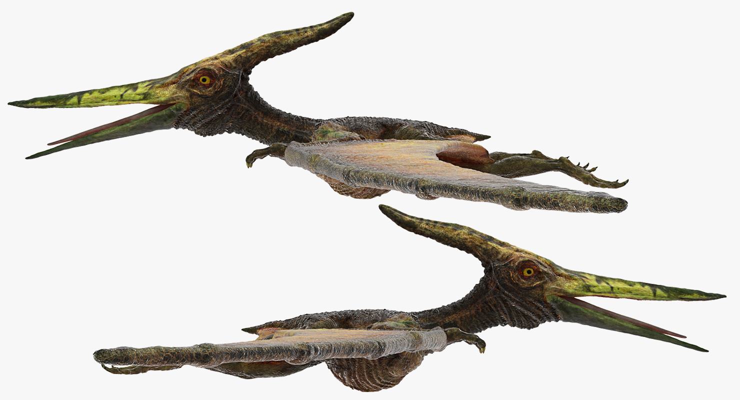 Pteranodon Flying Carnivorous Reptile 3D
