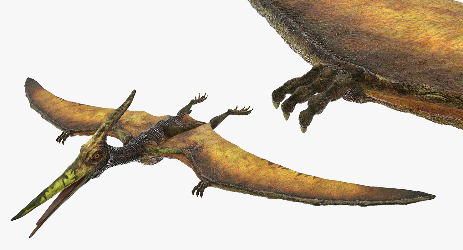 Pteranodon Flying Carnivorous Reptile 3D