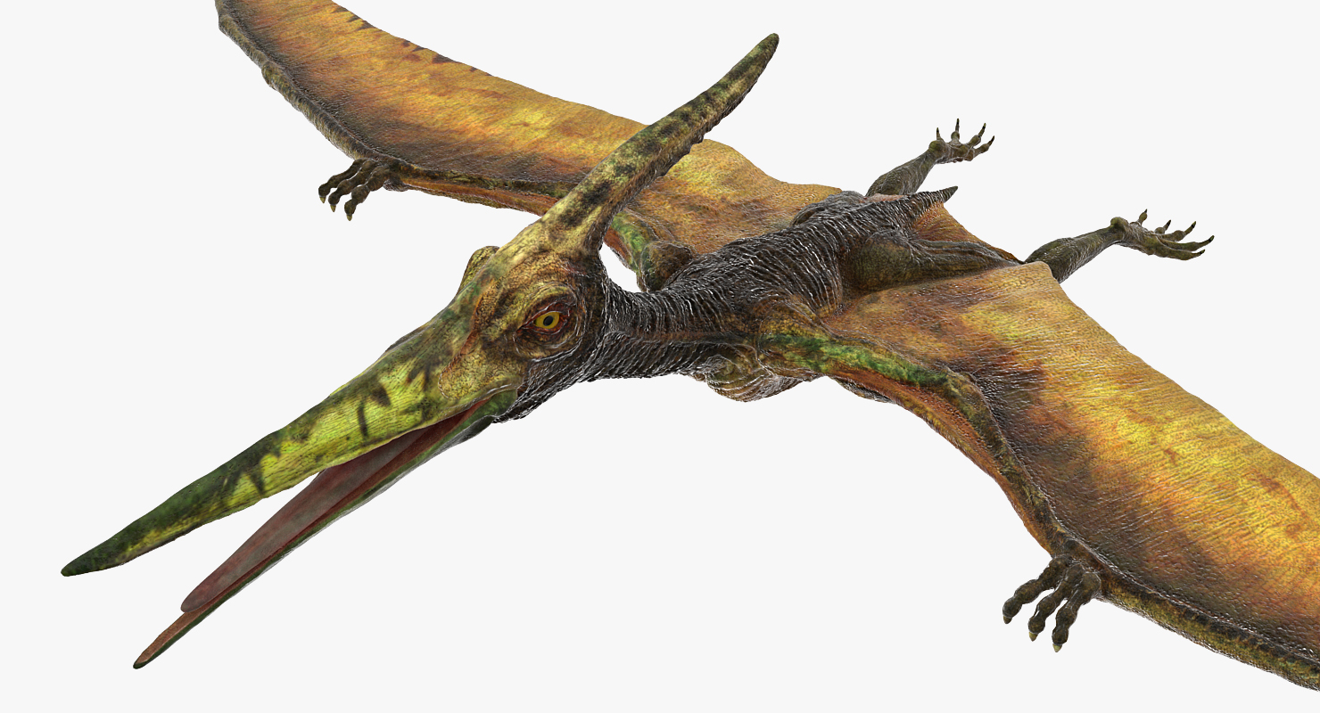 Pteranodon Flying Carnivorous Reptile 3D