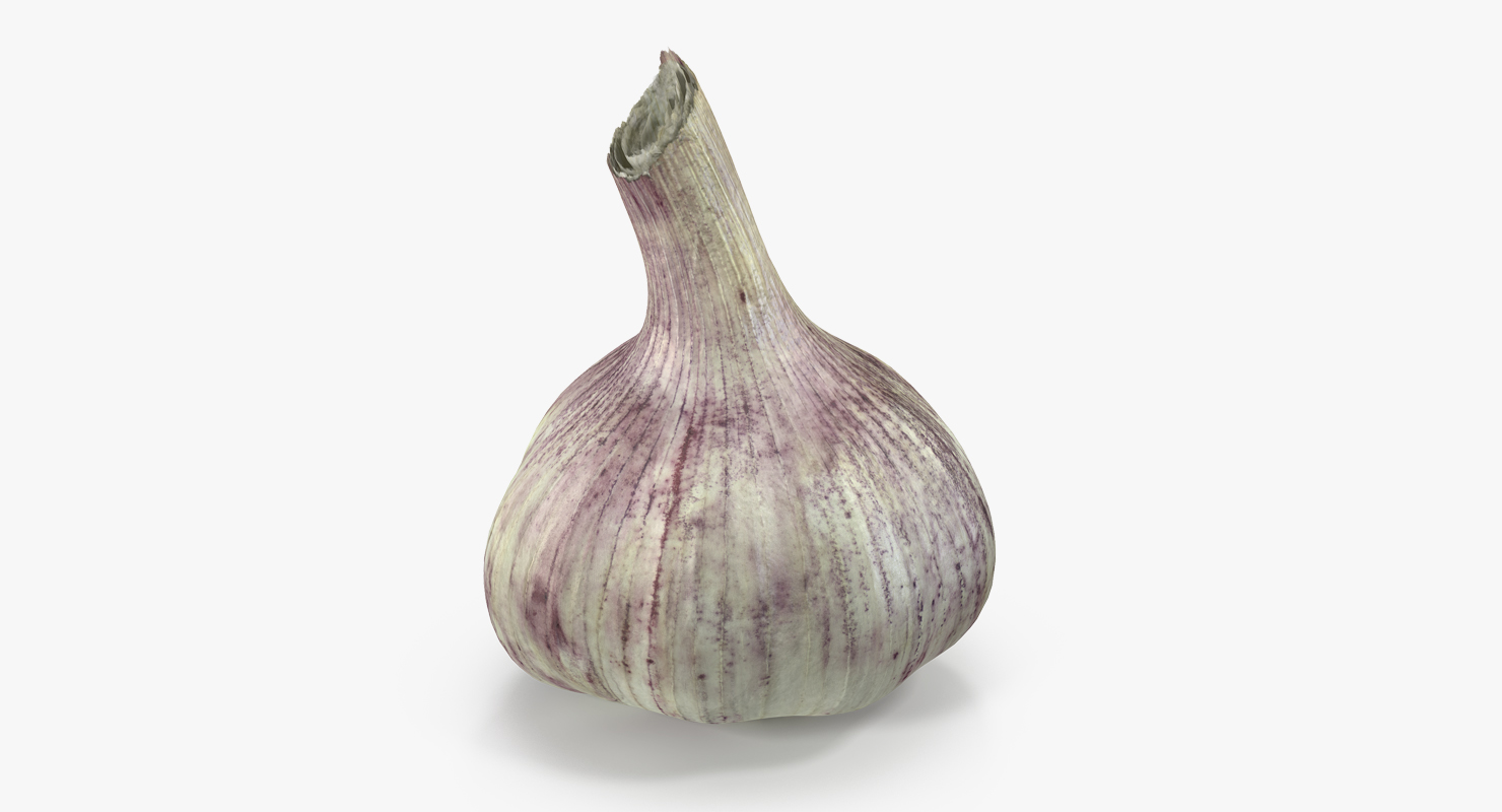Young Garlic Bulb 3D