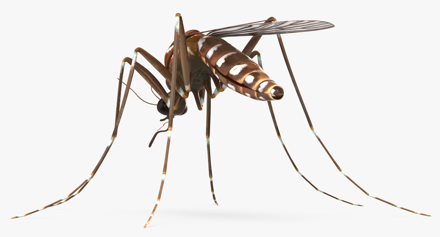 3D model Mosquito