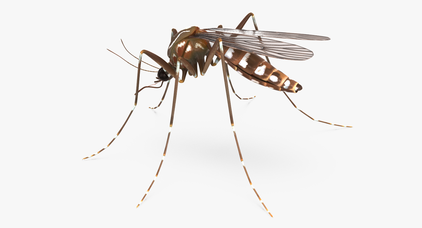 3D model Mosquito