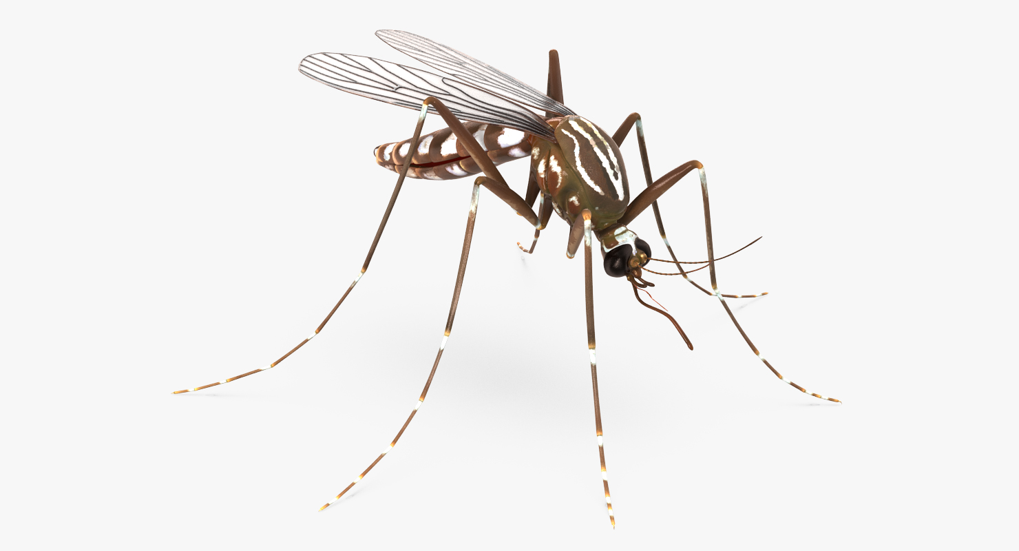 3D model Mosquito