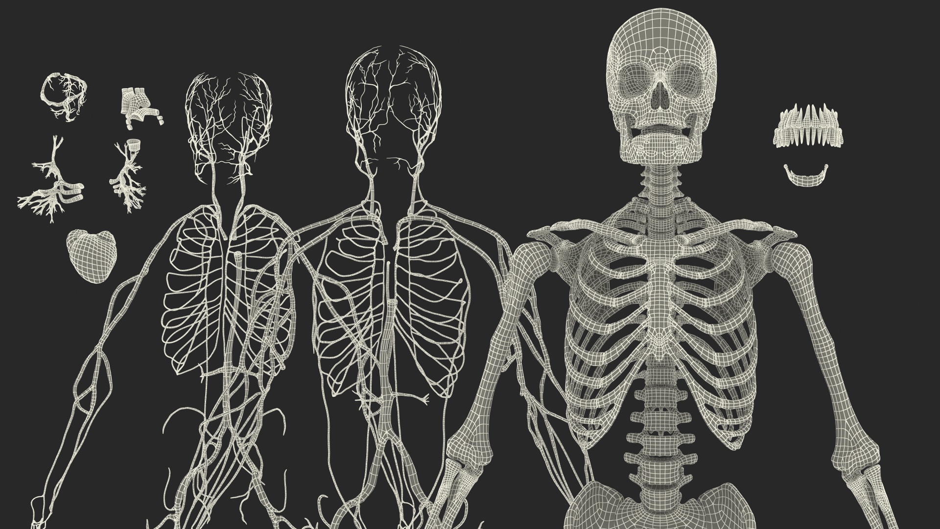 Male Skeleton Cardiovascular System and Skin 3D model