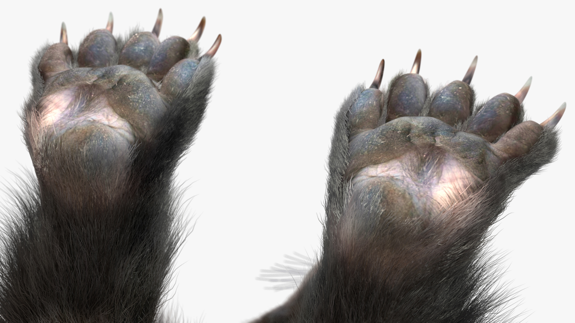3D Wolverine Dark Color Fur Rigged