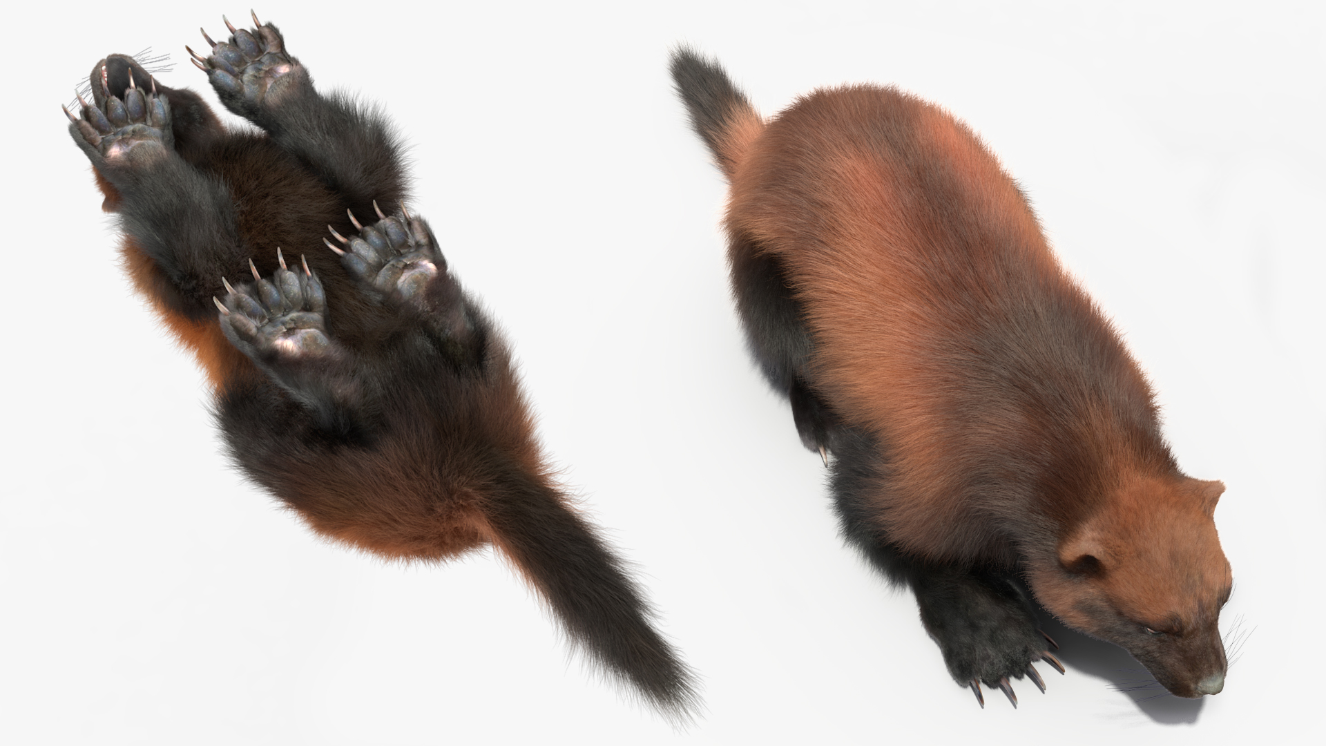 3D Wolverine Dark Color Fur Rigged