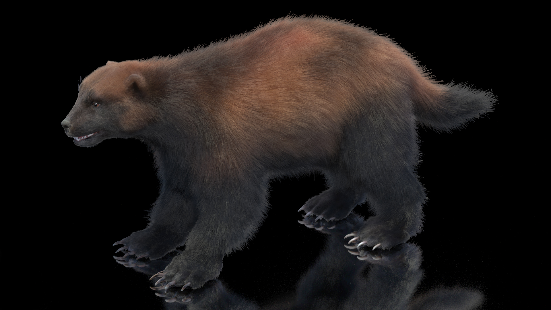 3D Wolverine Dark Color Fur Rigged