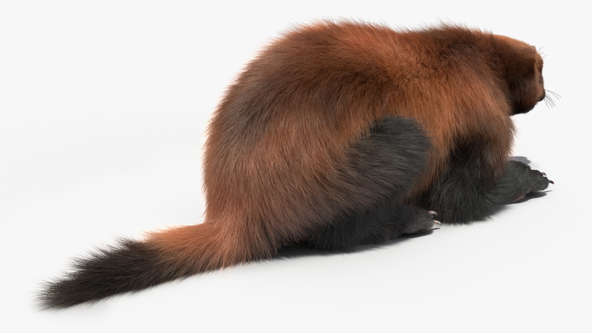 3D Wolverine Dark Color Fur Rigged