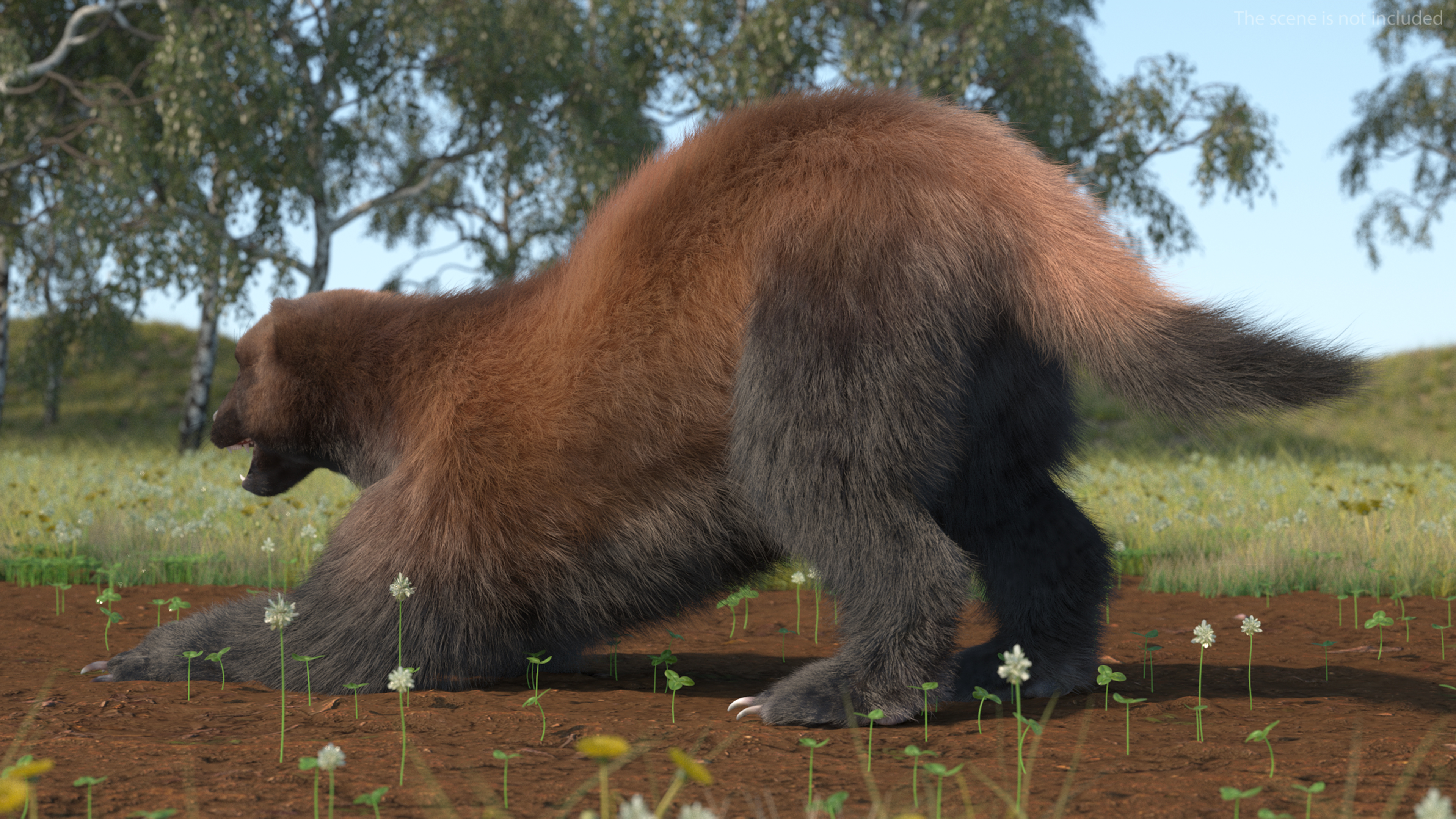 3D Wolverine Dark Color Fur Rigged