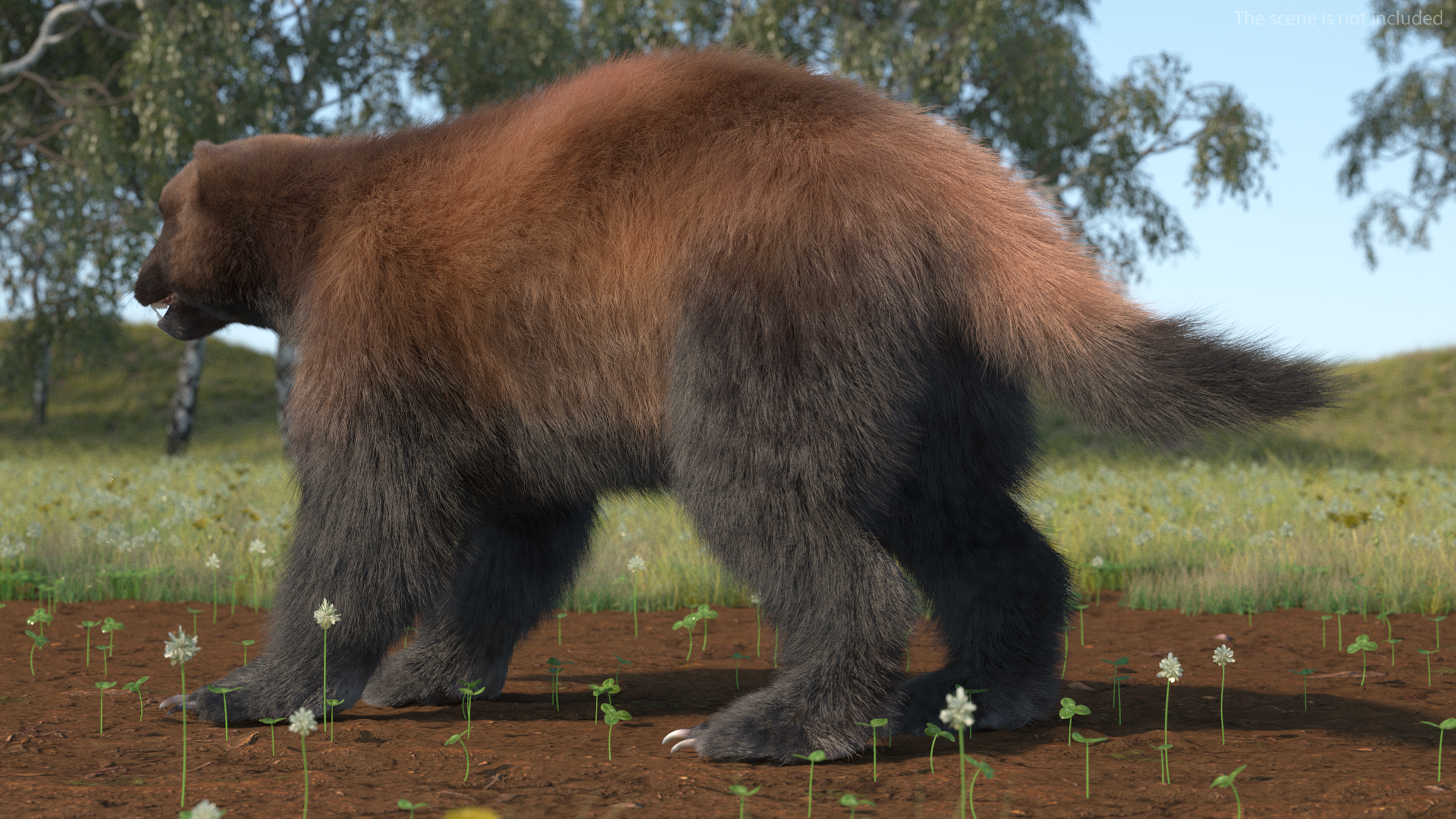 3D Wolverine Dark Color Fur Rigged