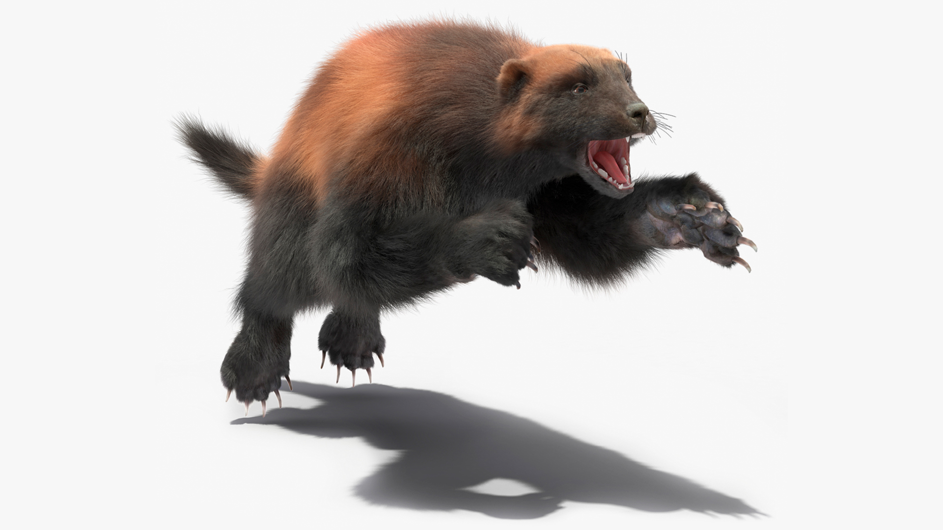 3D Wolverine Dark Color Fur Rigged
