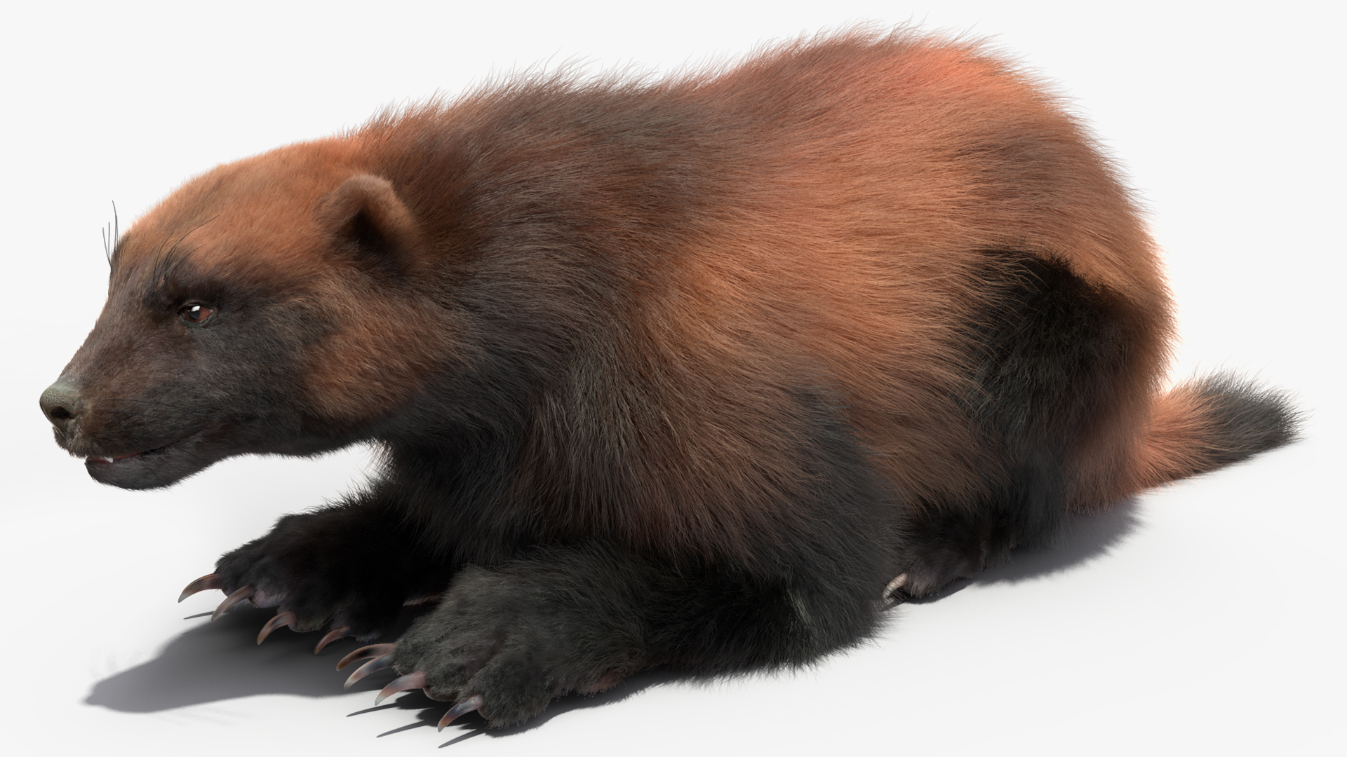 3D Wolverine Dark Color Fur Rigged