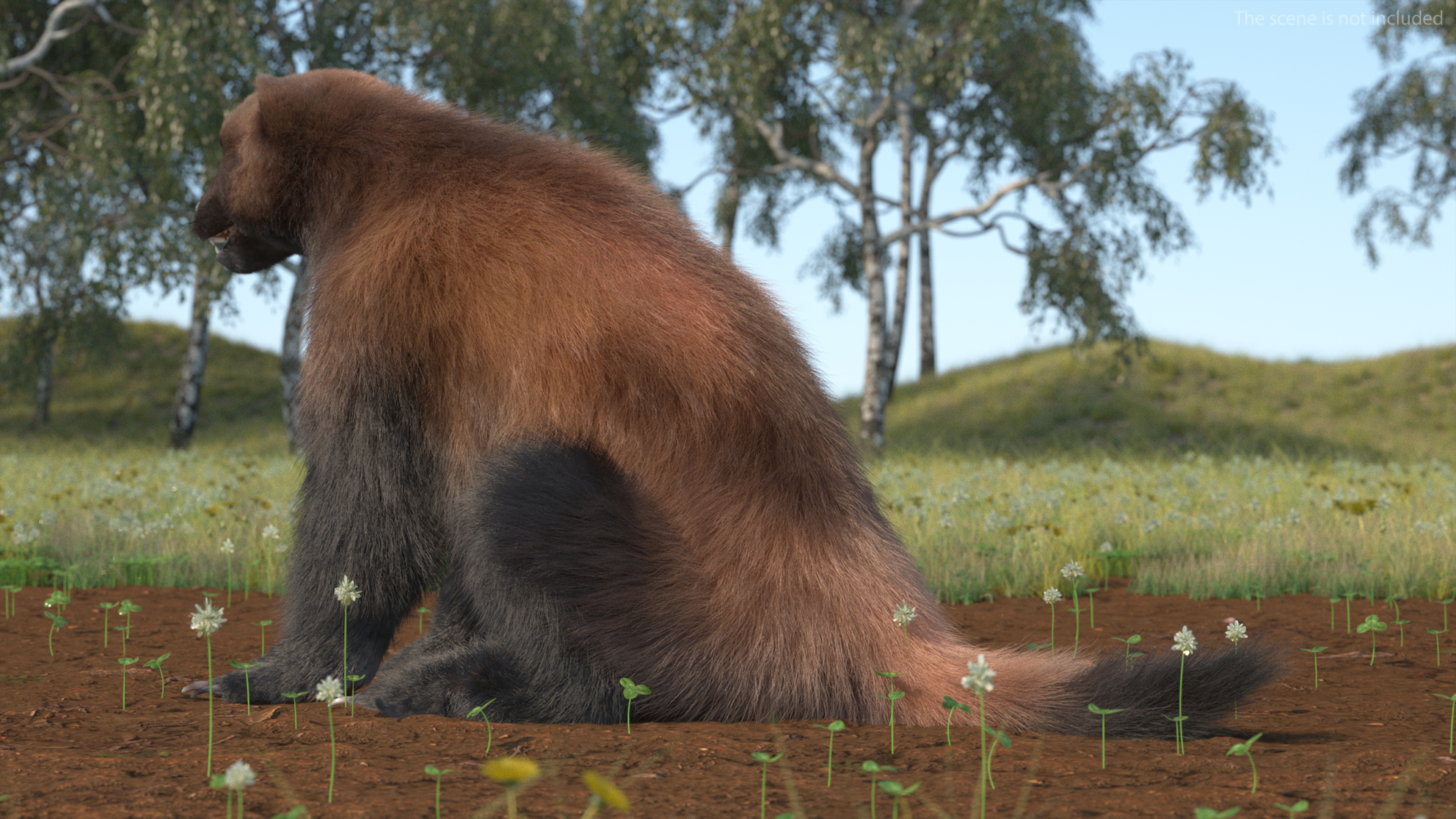 3D Wolverine Dark Color Fur Rigged