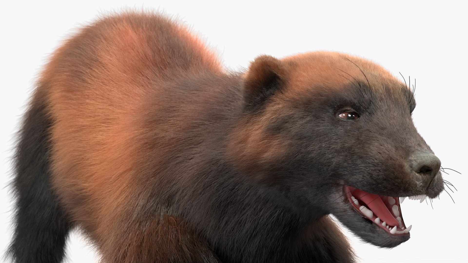 3D Wolverine Dark Color Fur Rigged