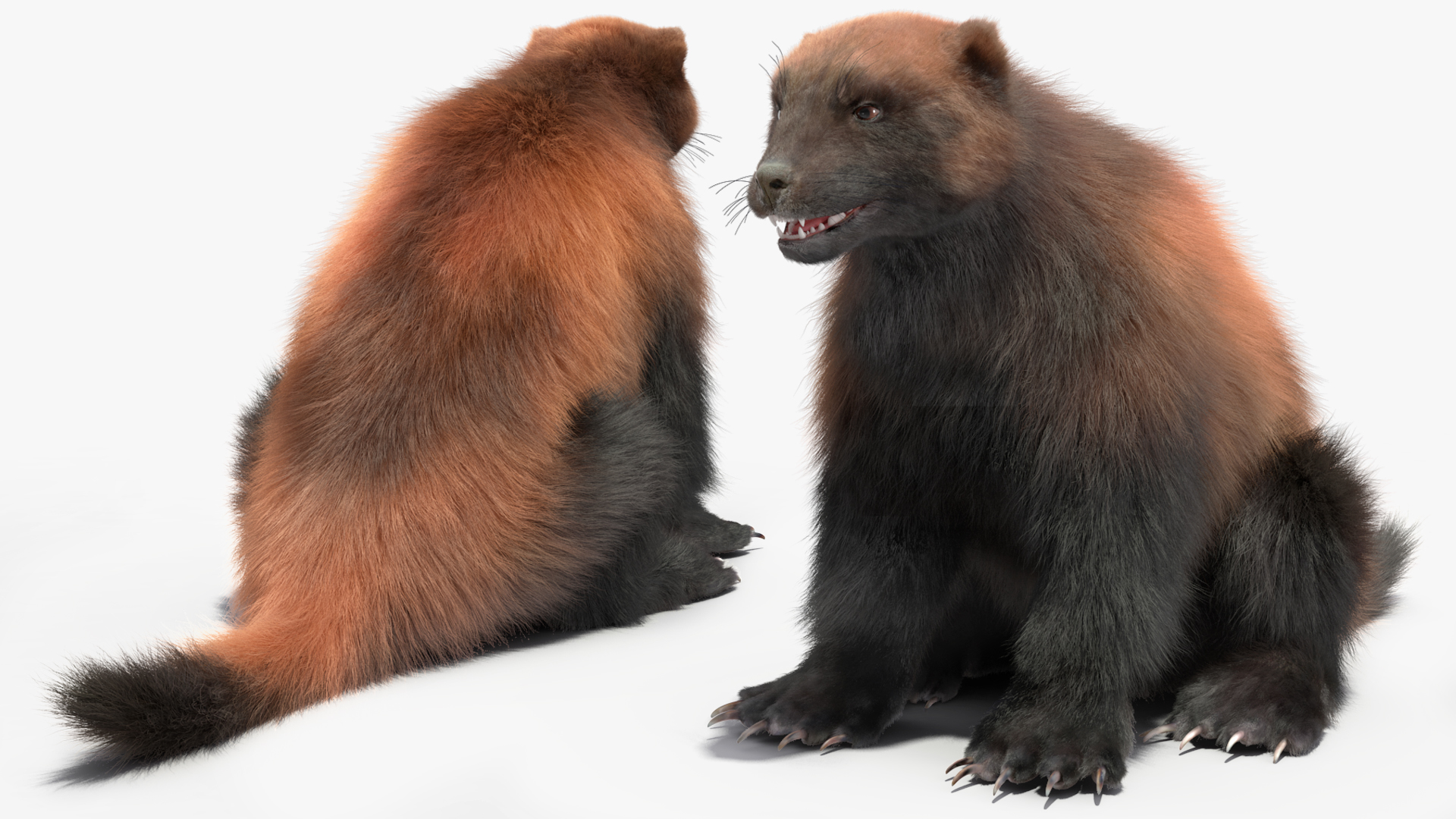 3D Wolverine Dark Color Fur Rigged