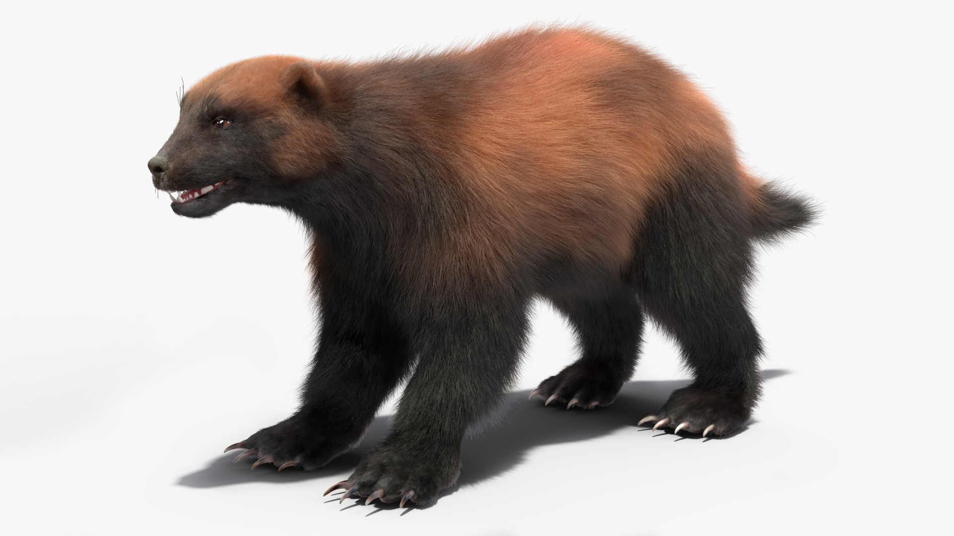 3D Wolverine Dark Color Fur Rigged