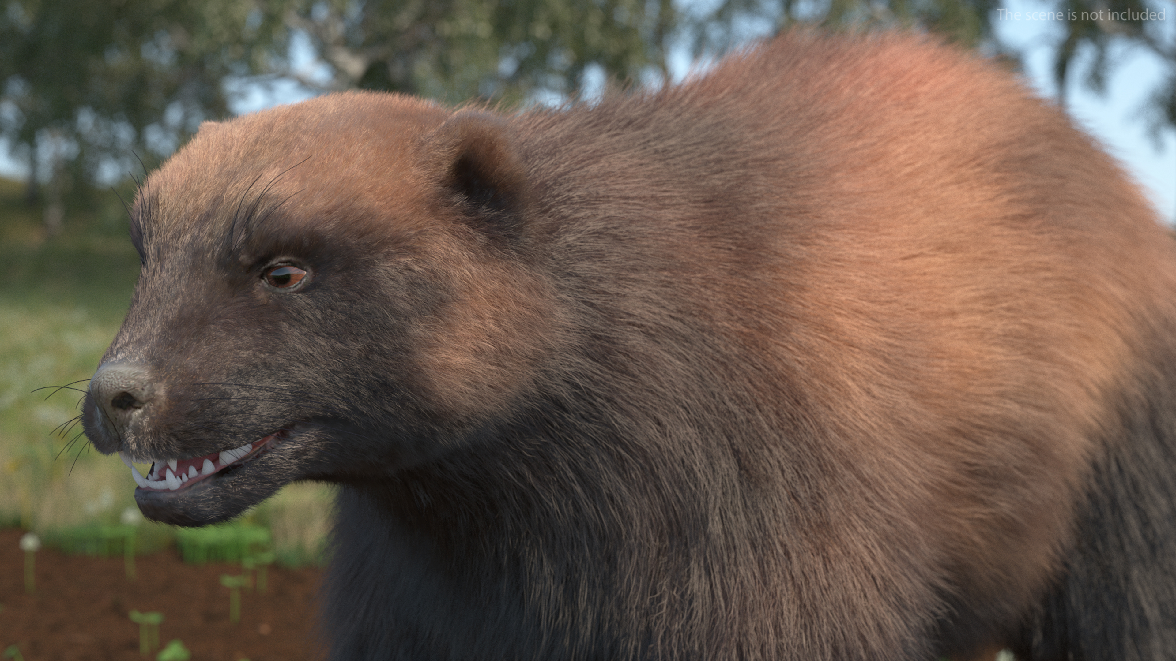 3D Wolverine Dark Color Fur Rigged