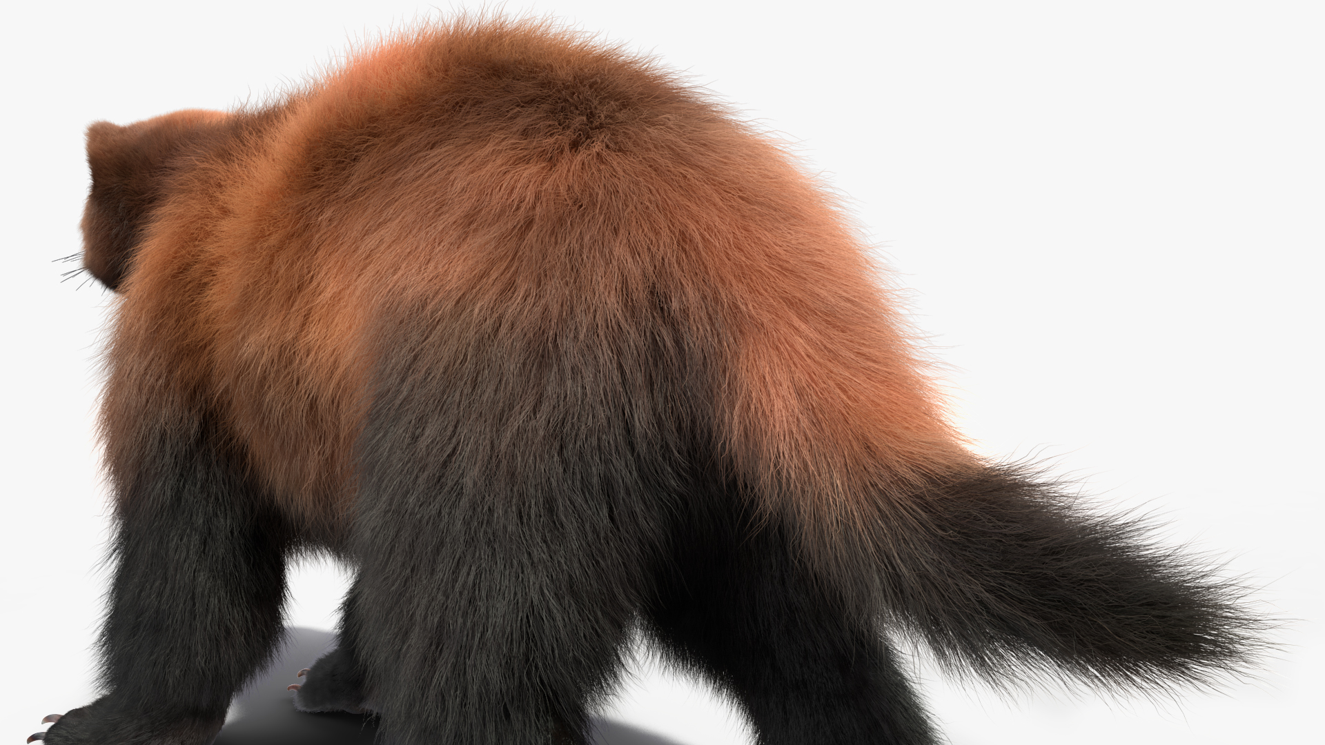 3D Wolverine Dark Color Fur Rigged