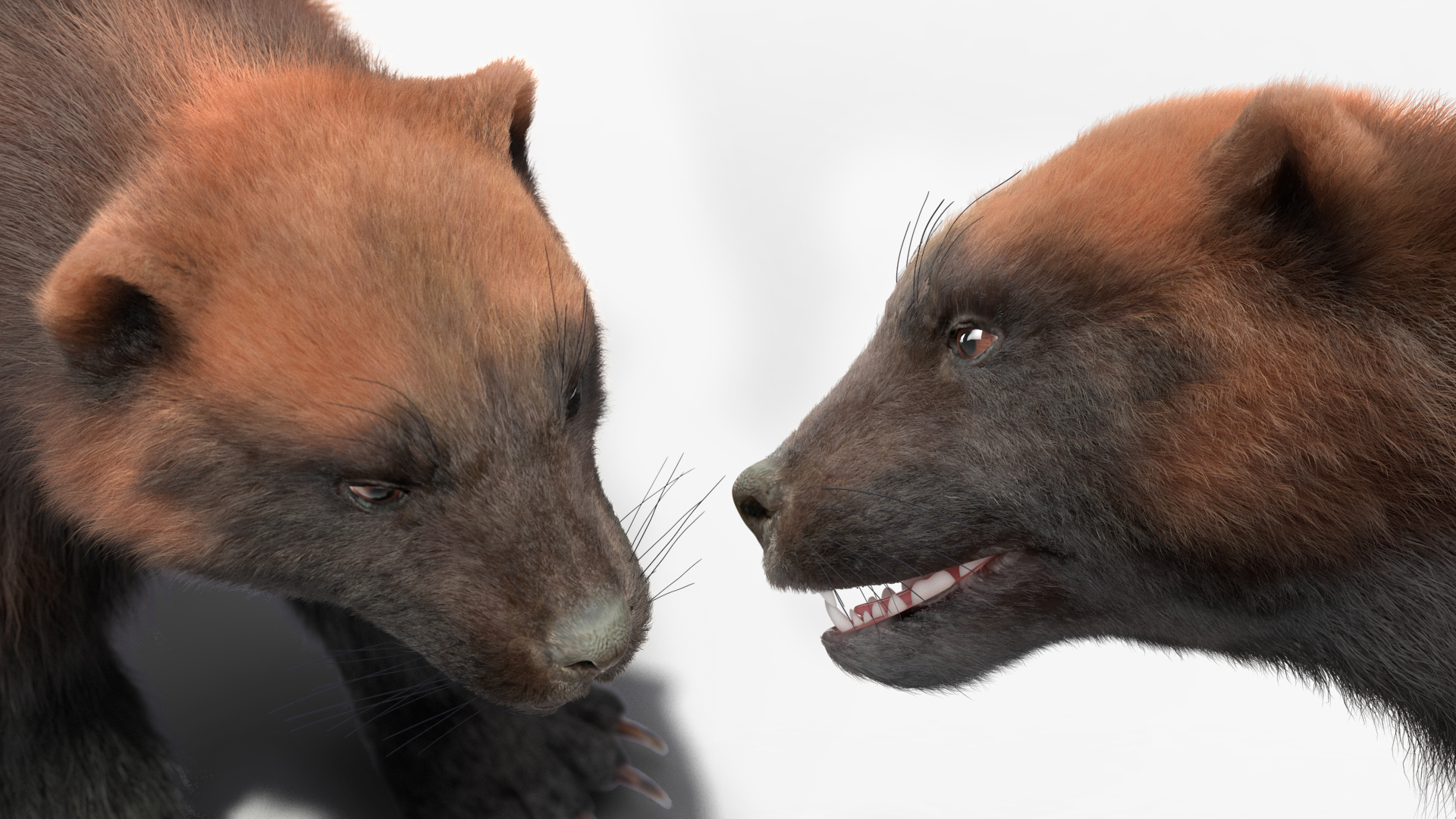 3D Wolverine Dark Color Fur Rigged