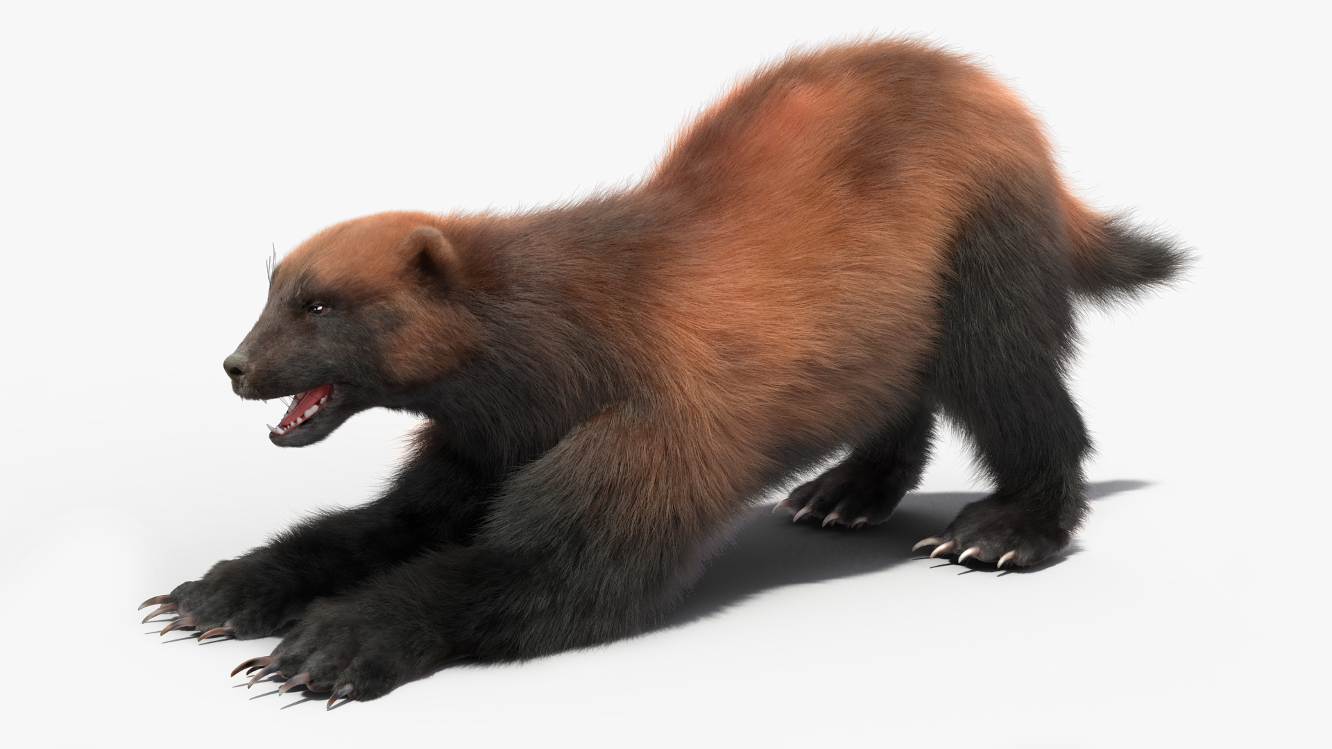 3D Wolverine Dark Color Fur Rigged
