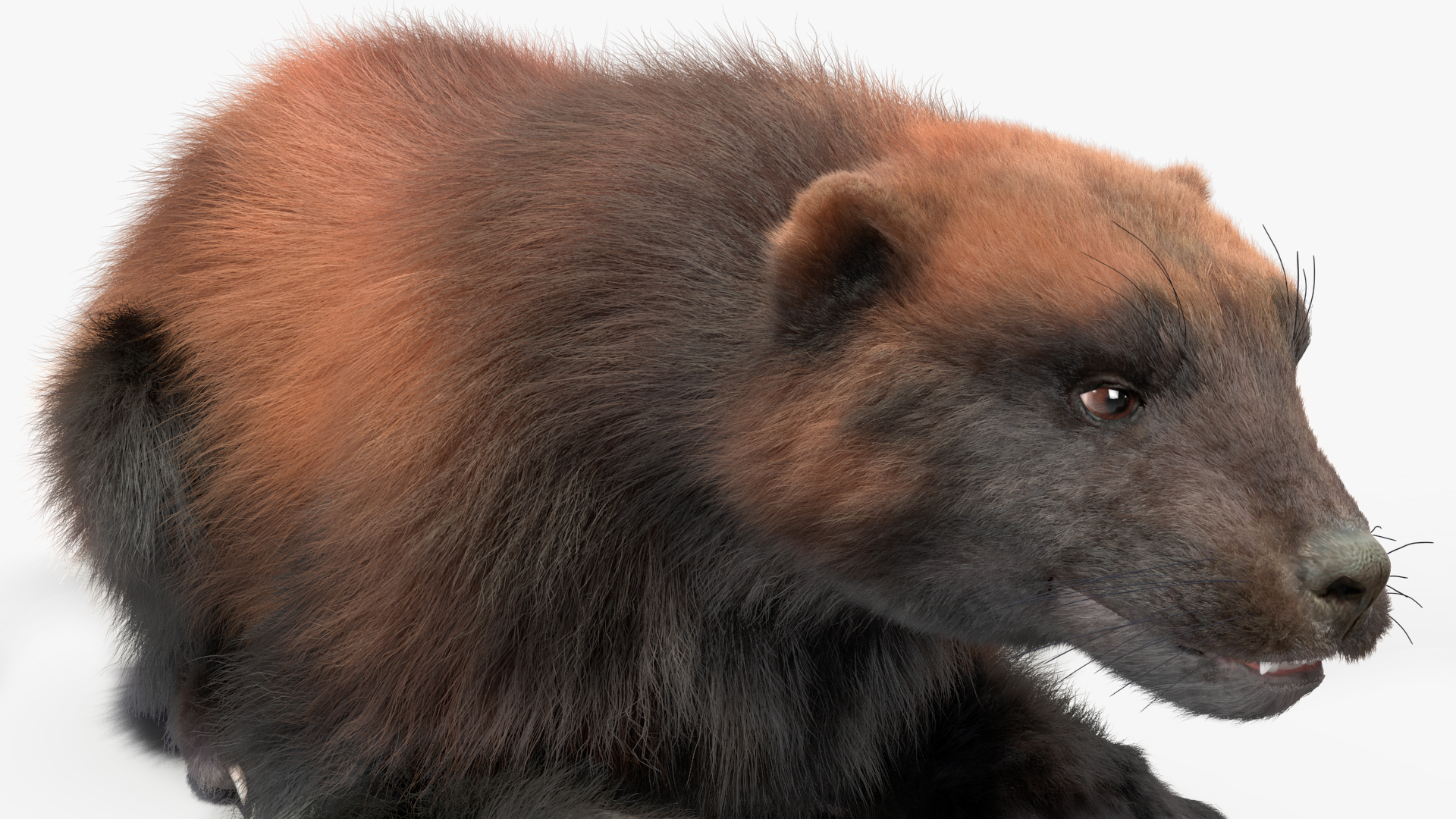 3D Wolverine Dark Color Fur Rigged
