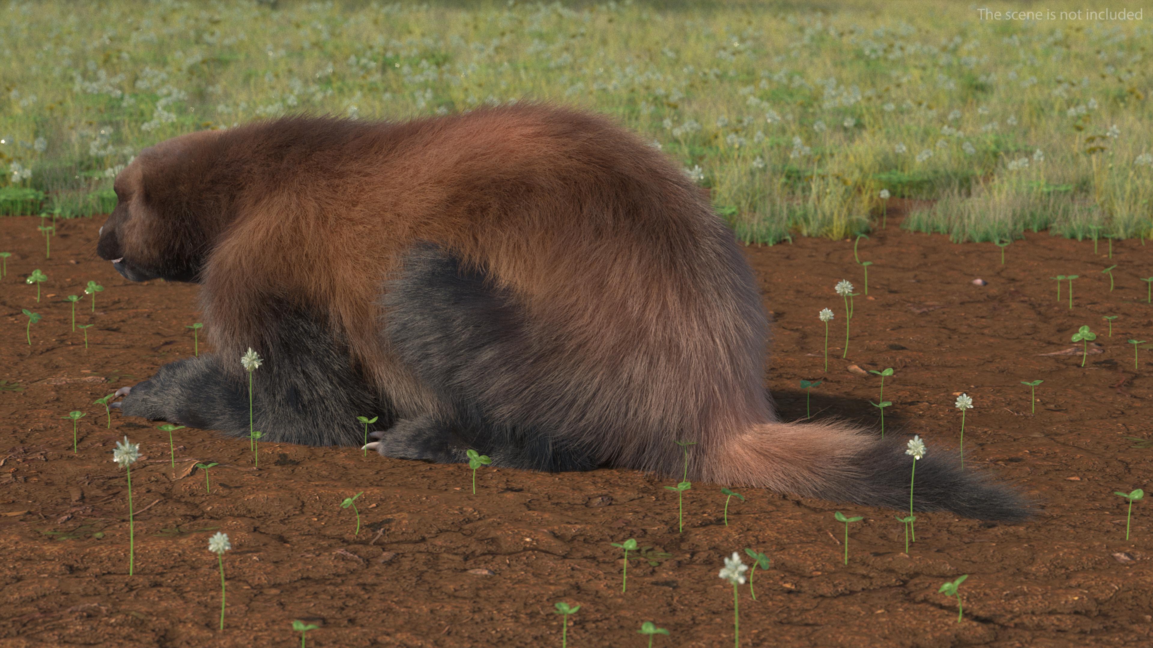 3D Wolverine Dark Color Fur Rigged