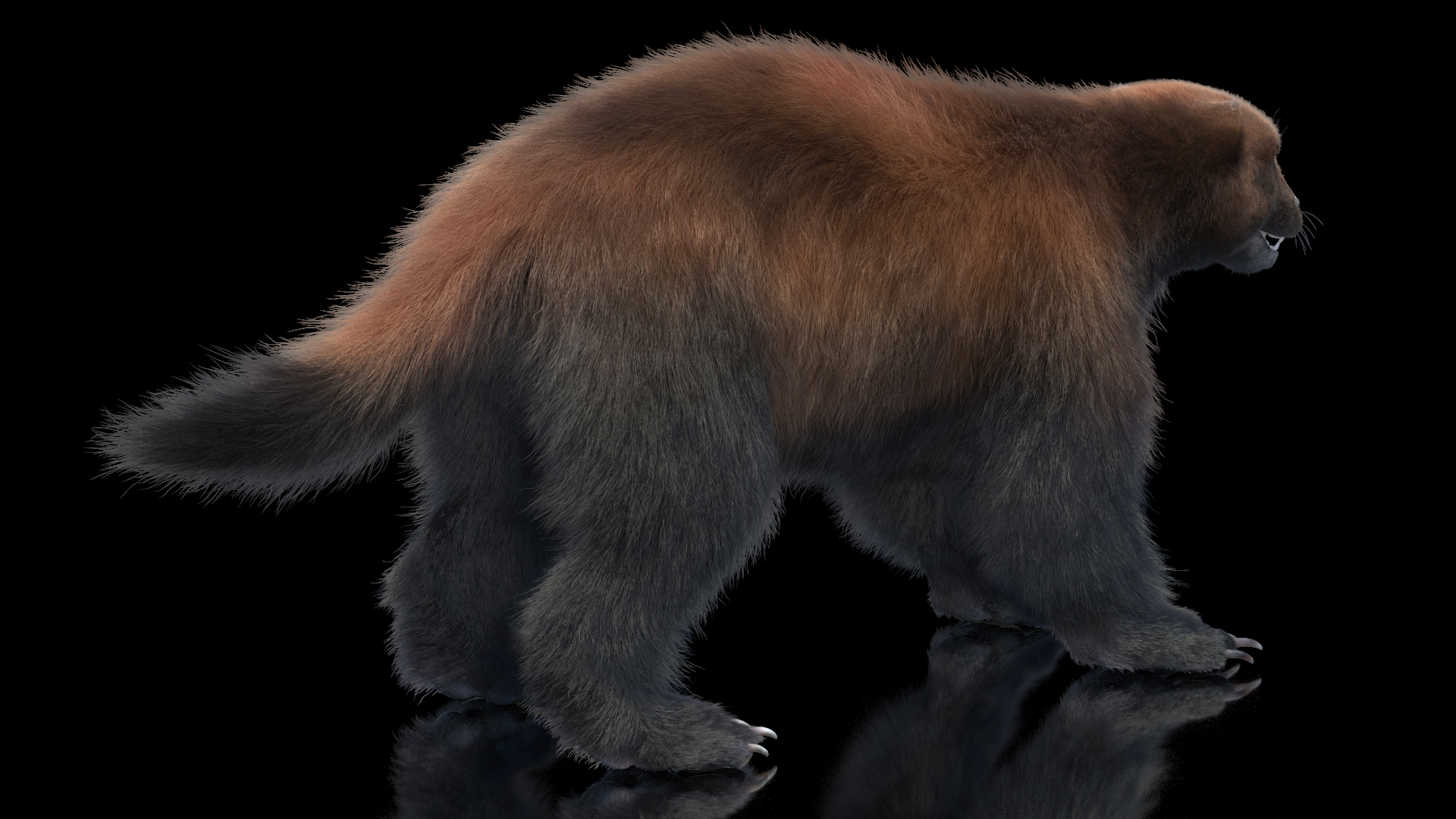3D Wolverine Dark Color Fur Rigged