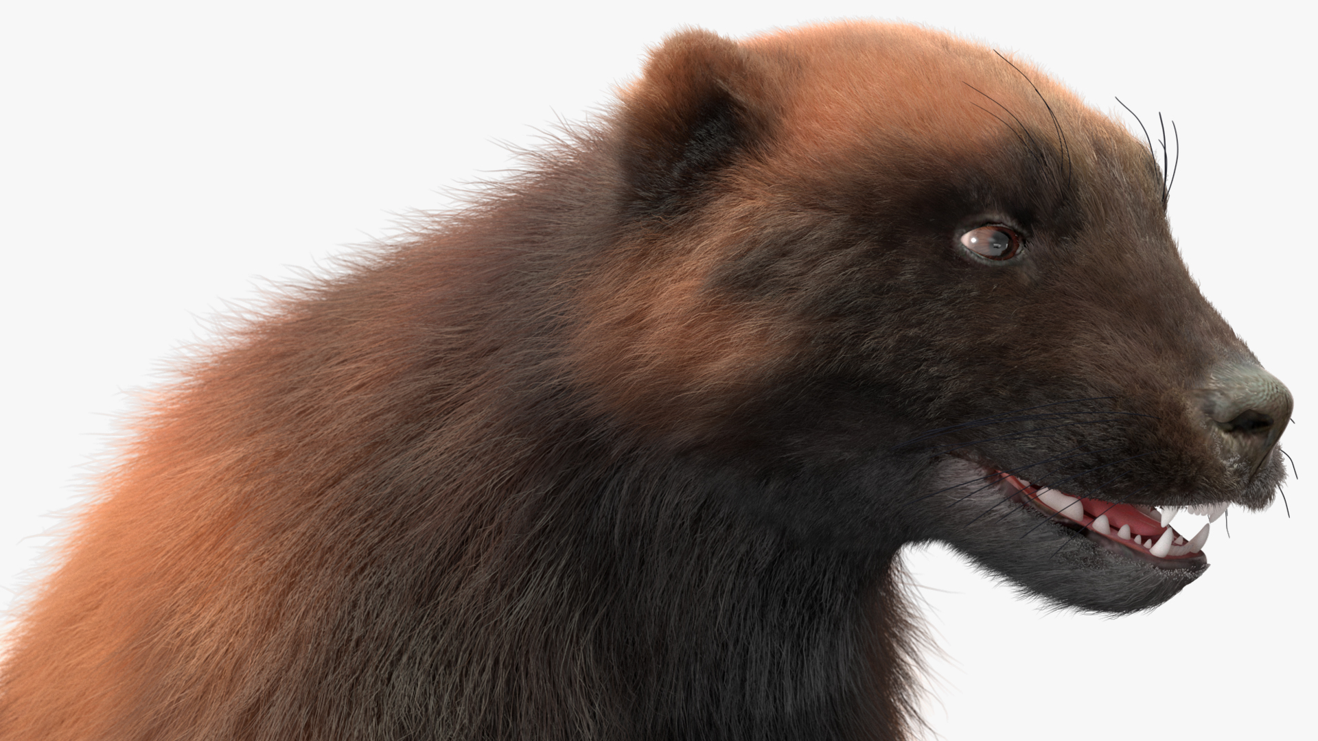 3D Wolverine Dark Color Fur Rigged