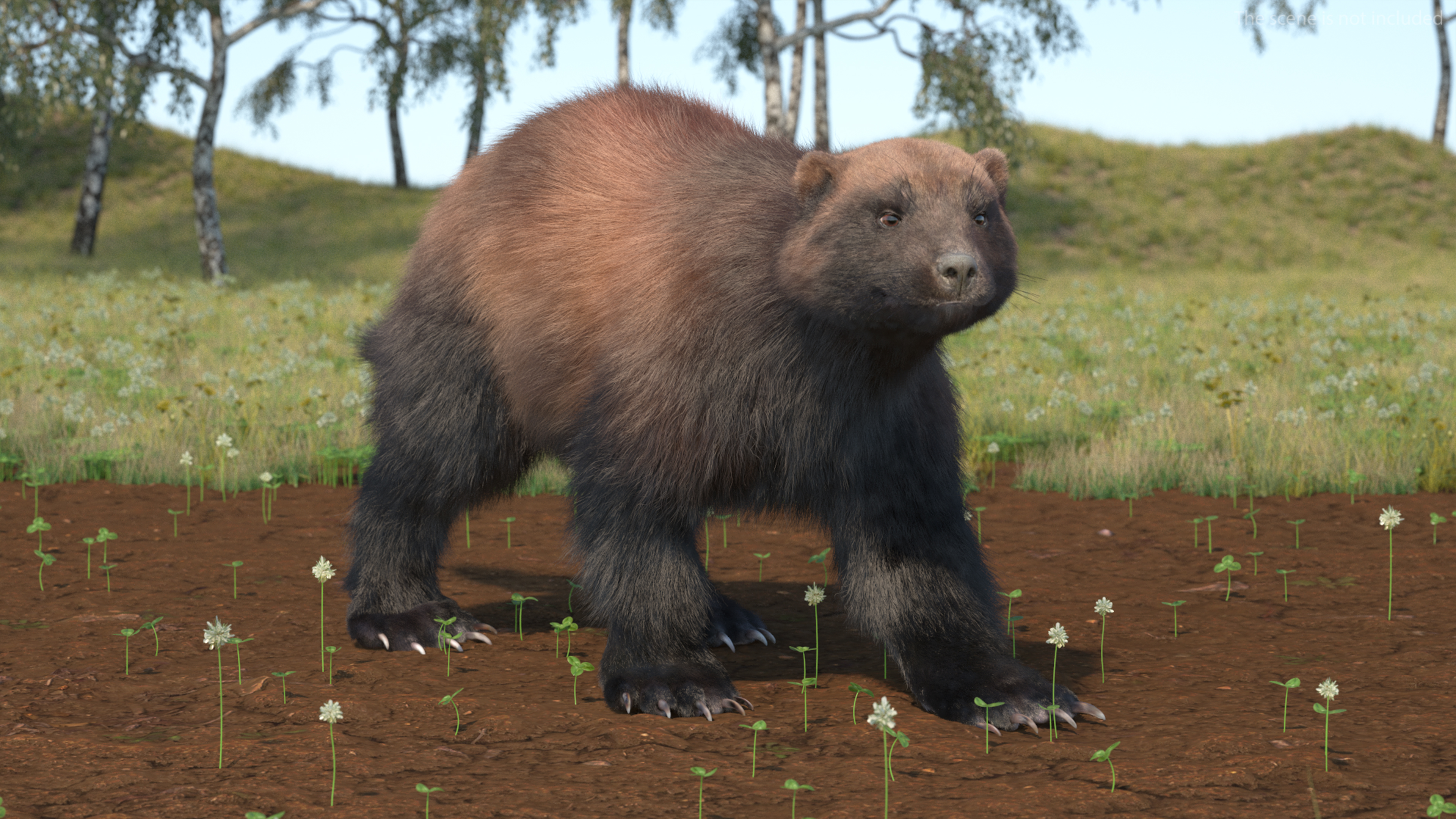 3D Wolverine Dark Color Fur Rigged