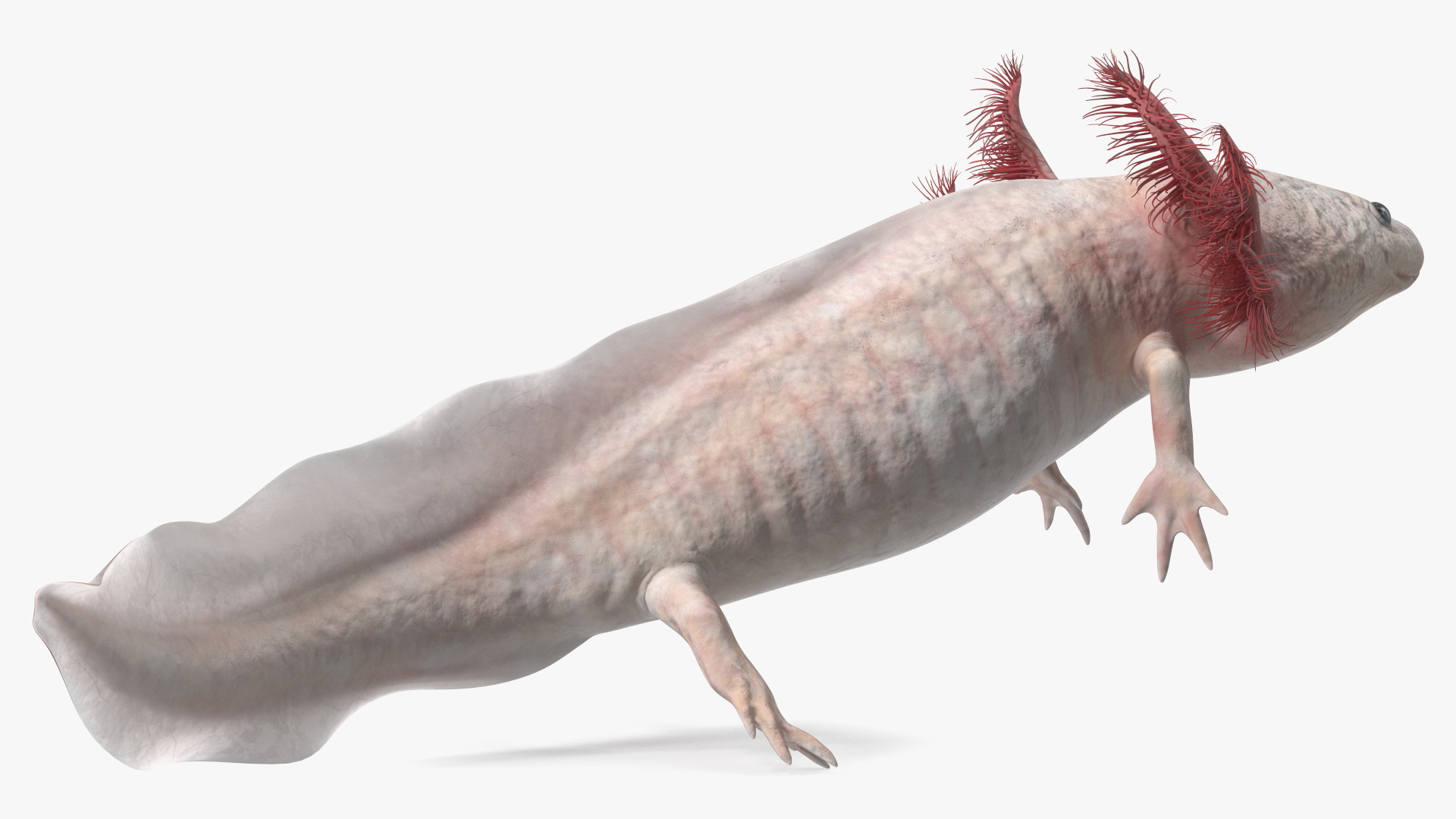 3D Pink Aquatic Salamander model