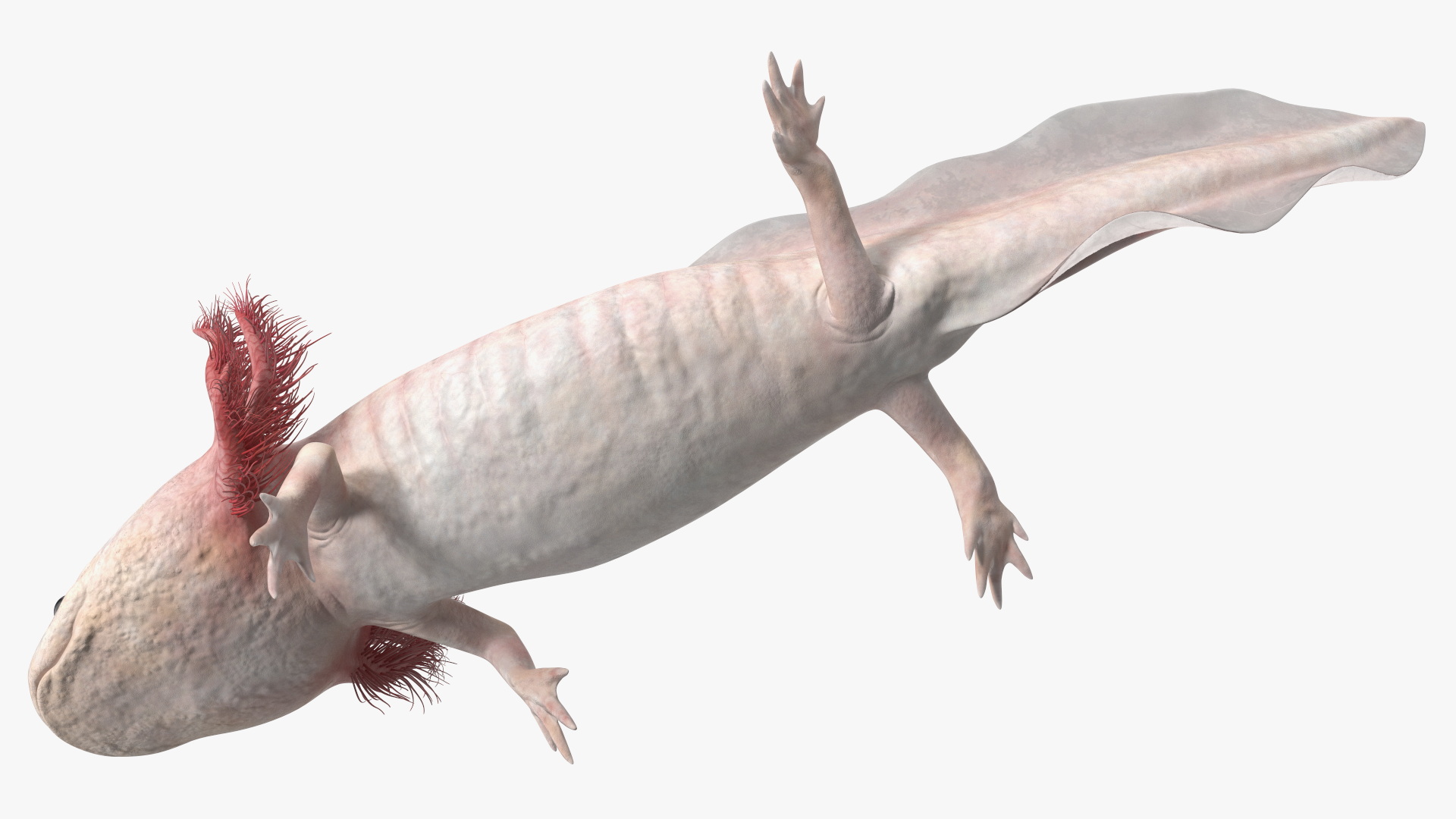 3D Pink Aquatic Salamander model