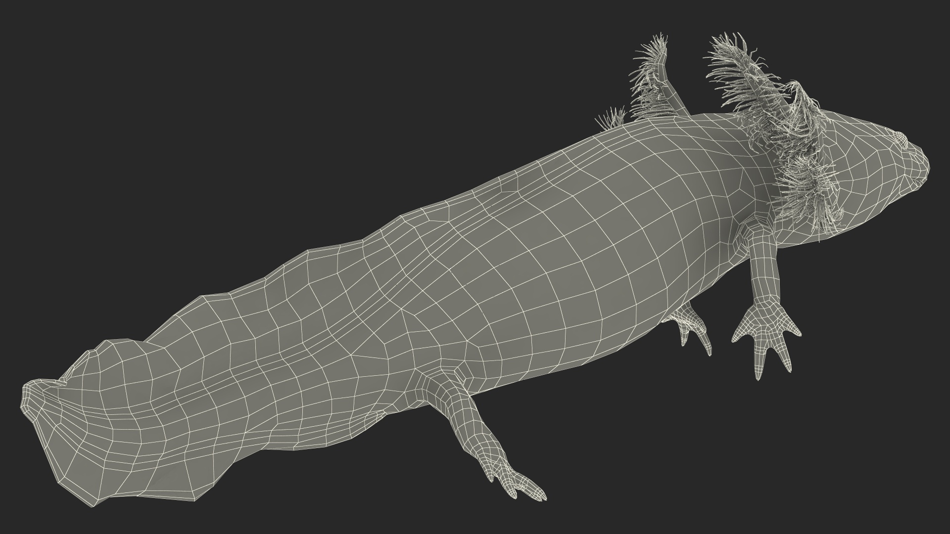 3D Pink Aquatic Salamander model