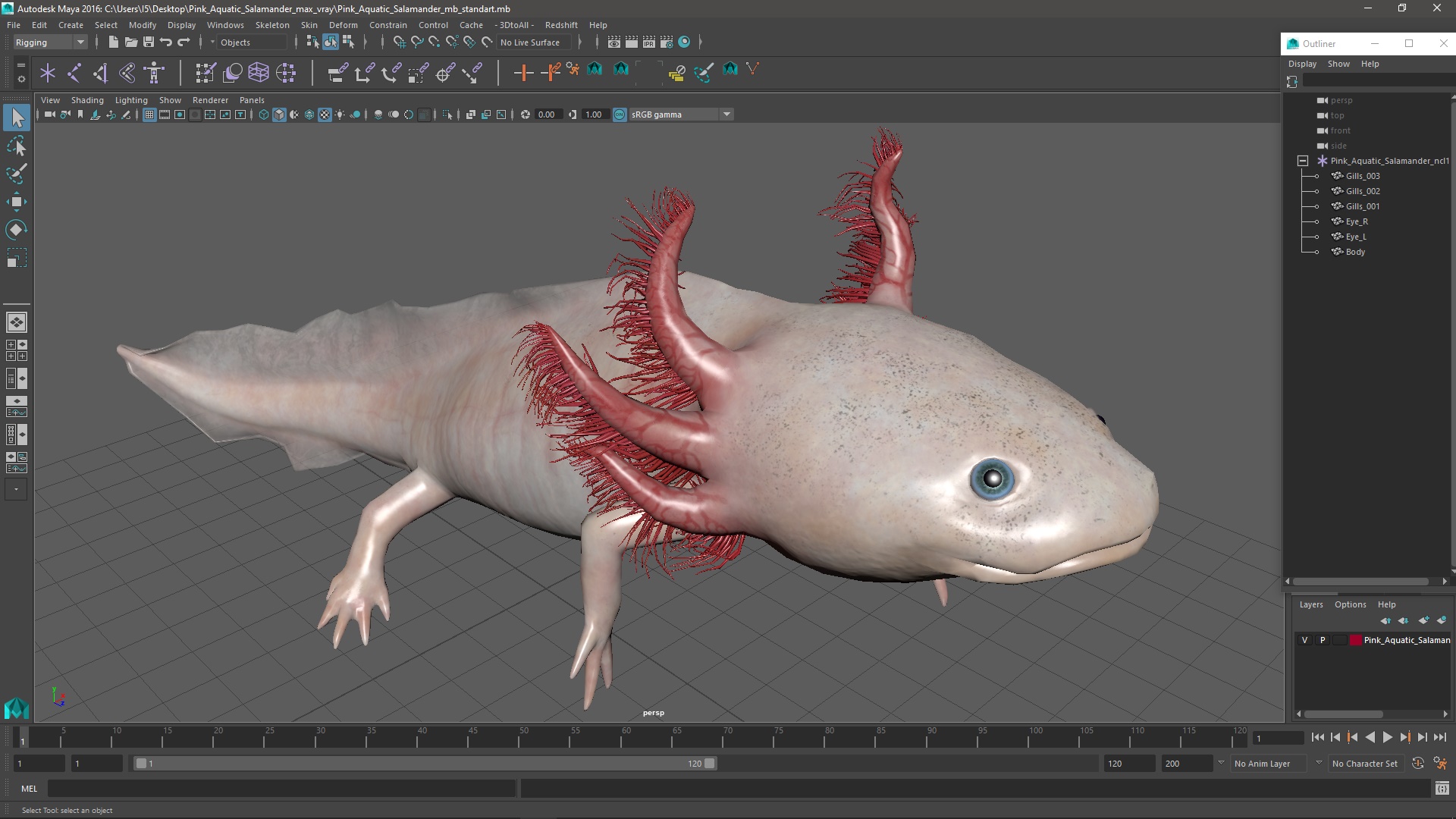 3D Pink Aquatic Salamander model