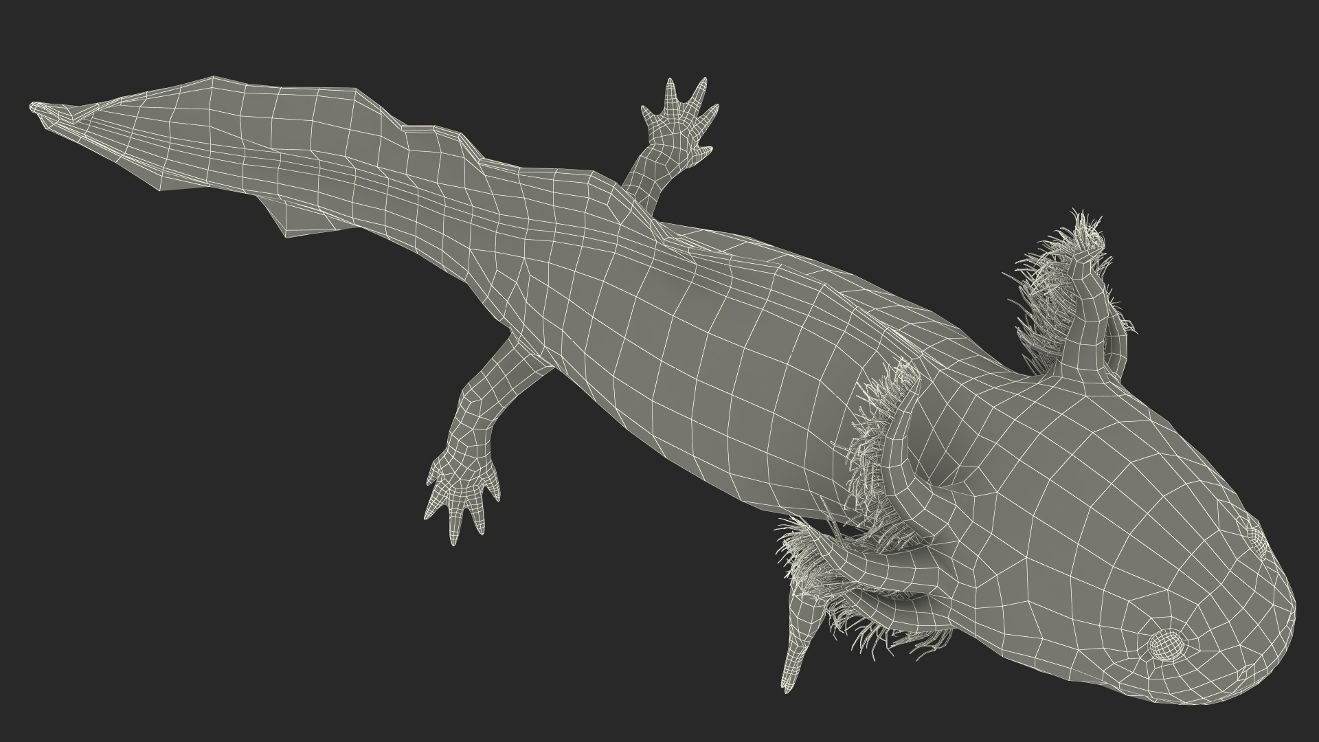3D Pink Aquatic Salamander model