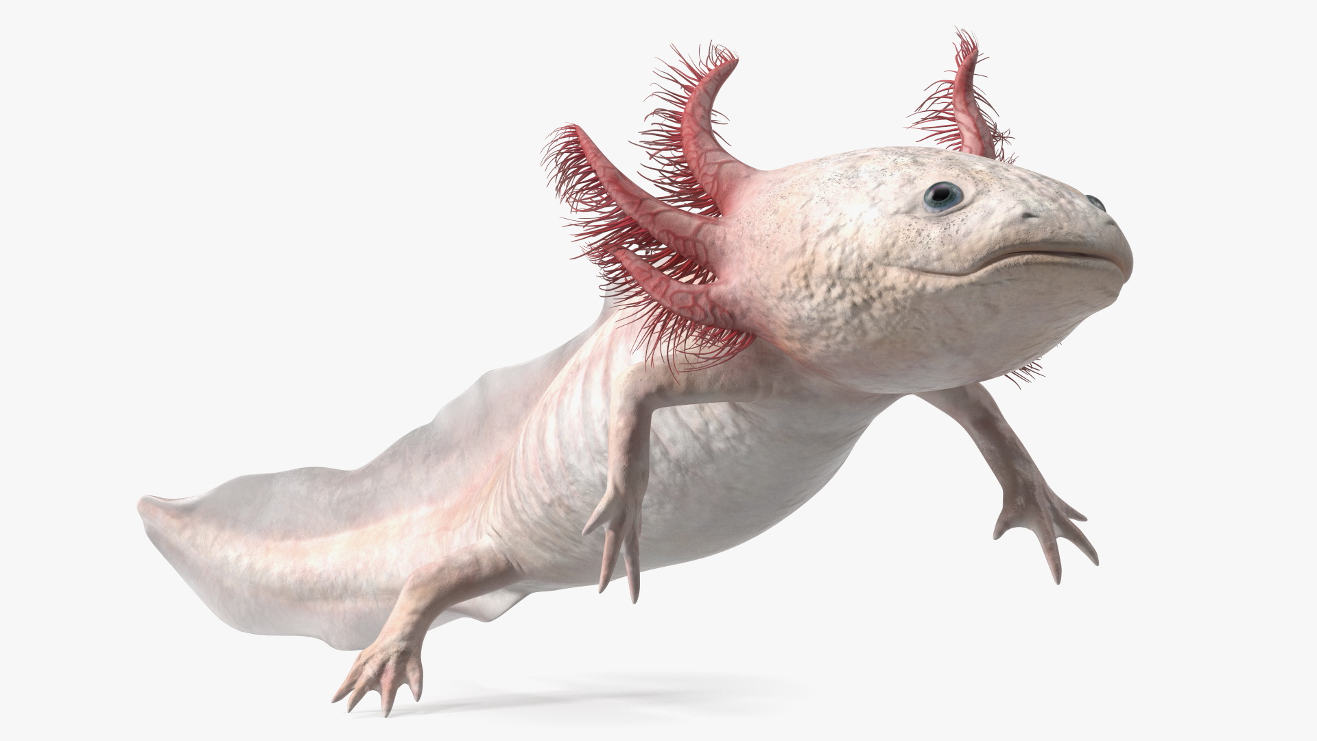 3D Pink Aquatic Salamander model