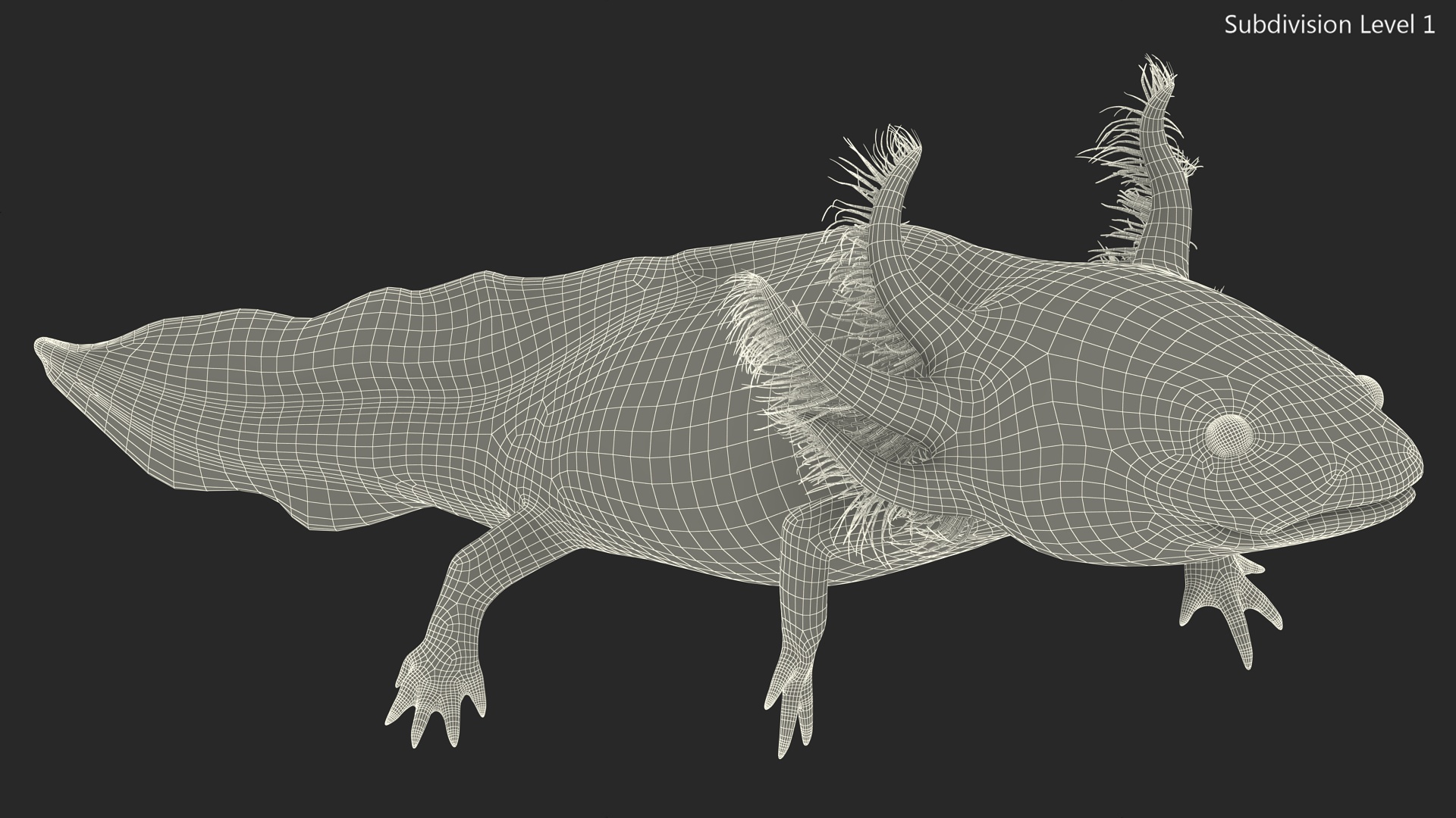 3D Pink Aquatic Salamander model