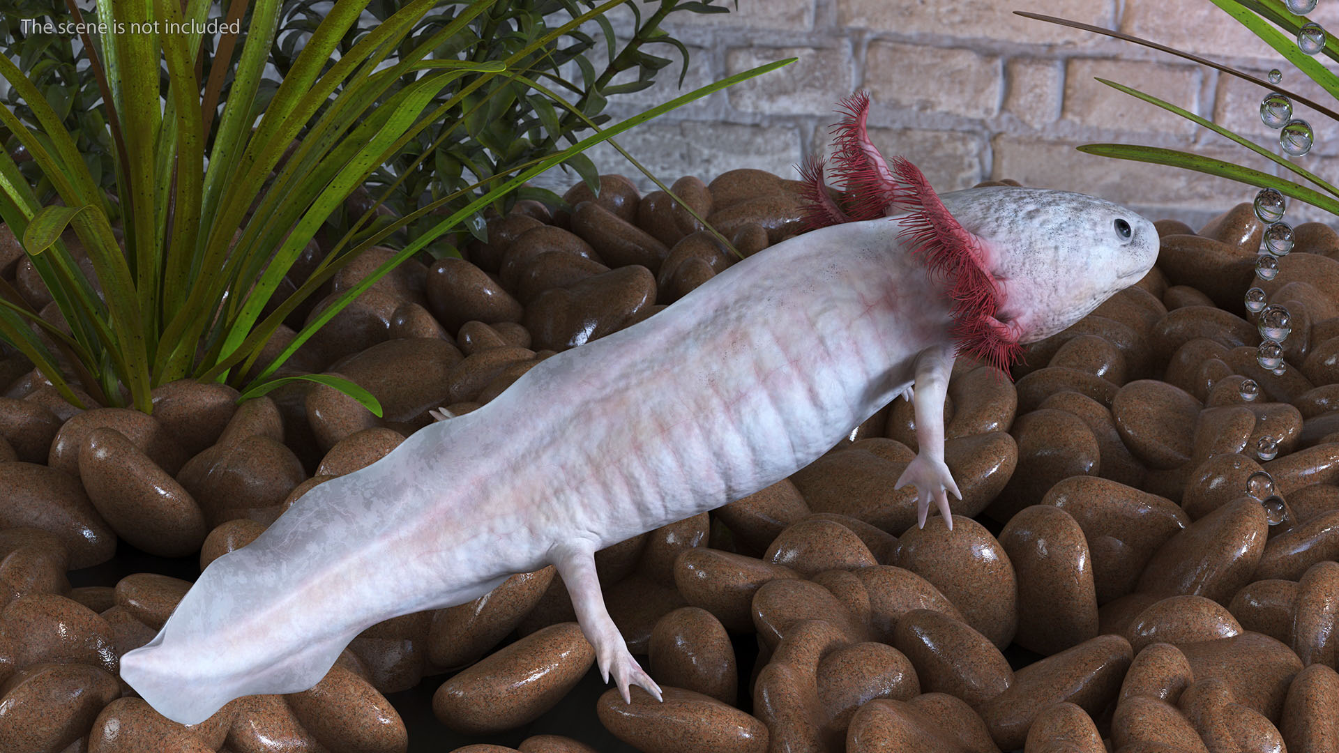 3D Pink Aquatic Salamander model