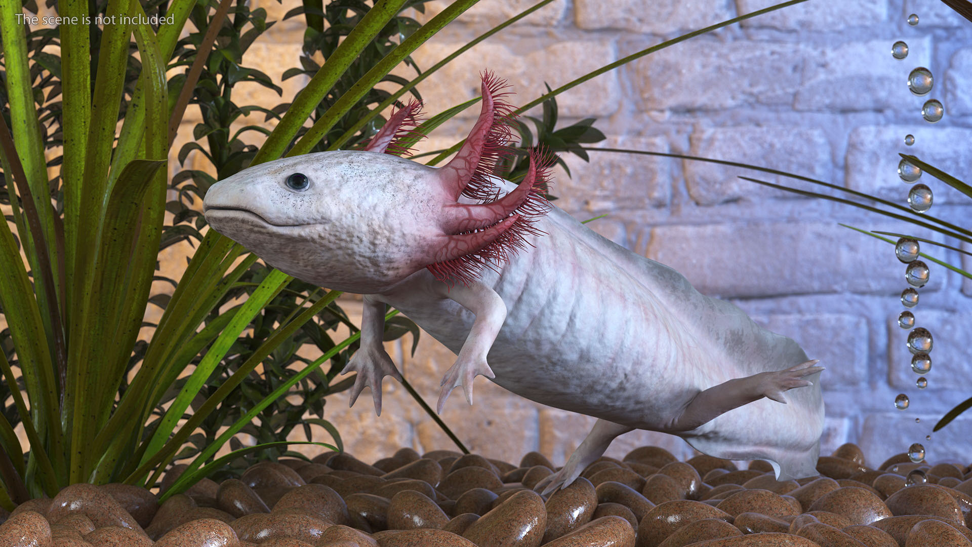 3D Pink Aquatic Salamander model