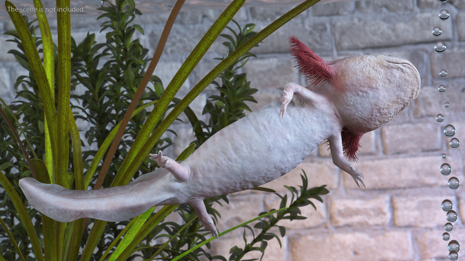 3D Pink Aquatic Salamander model
