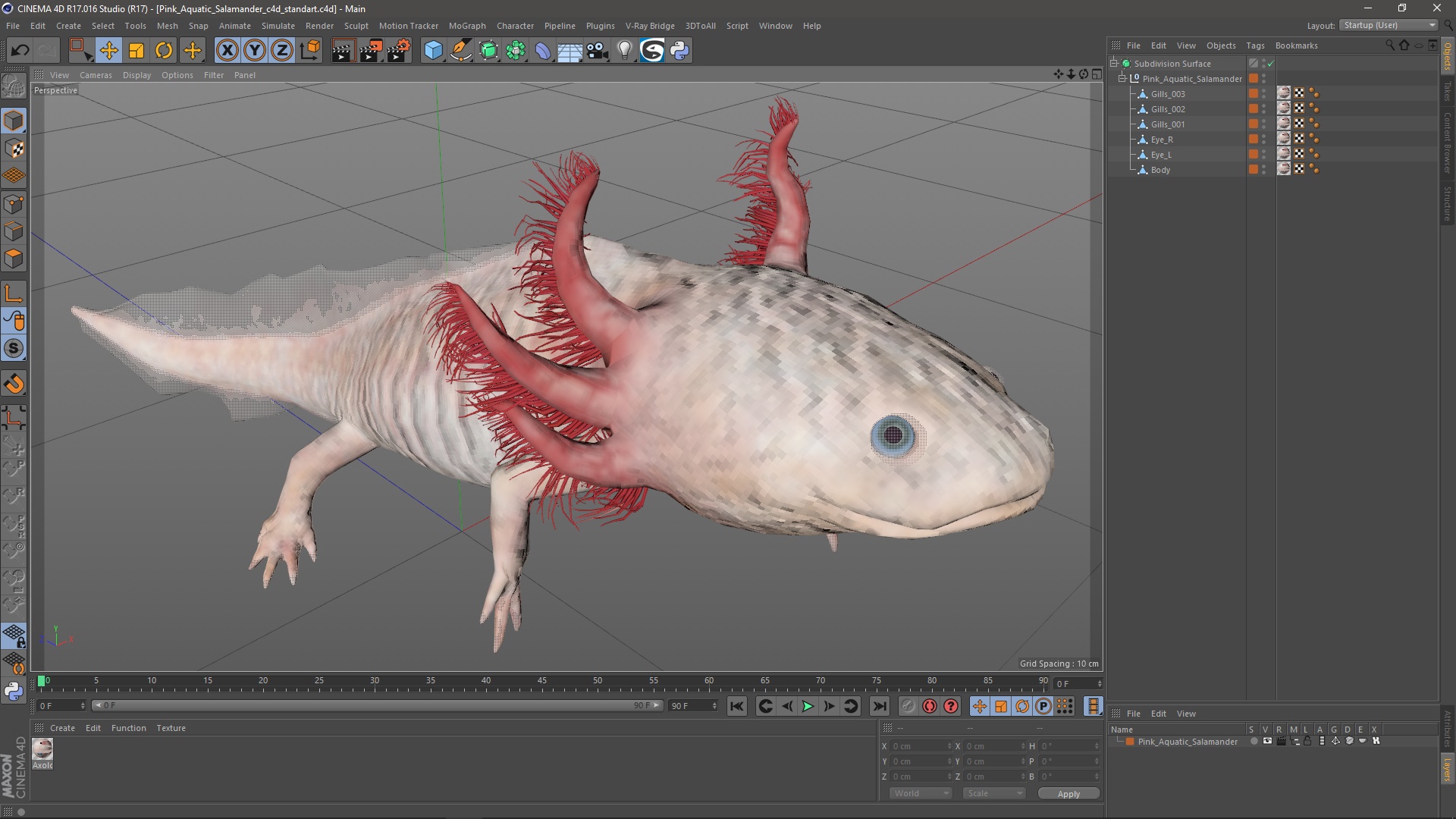 3D Pink Aquatic Salamander model