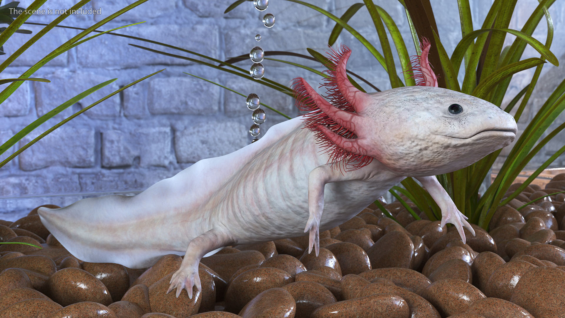 3D Pink Aquatic Salamander model