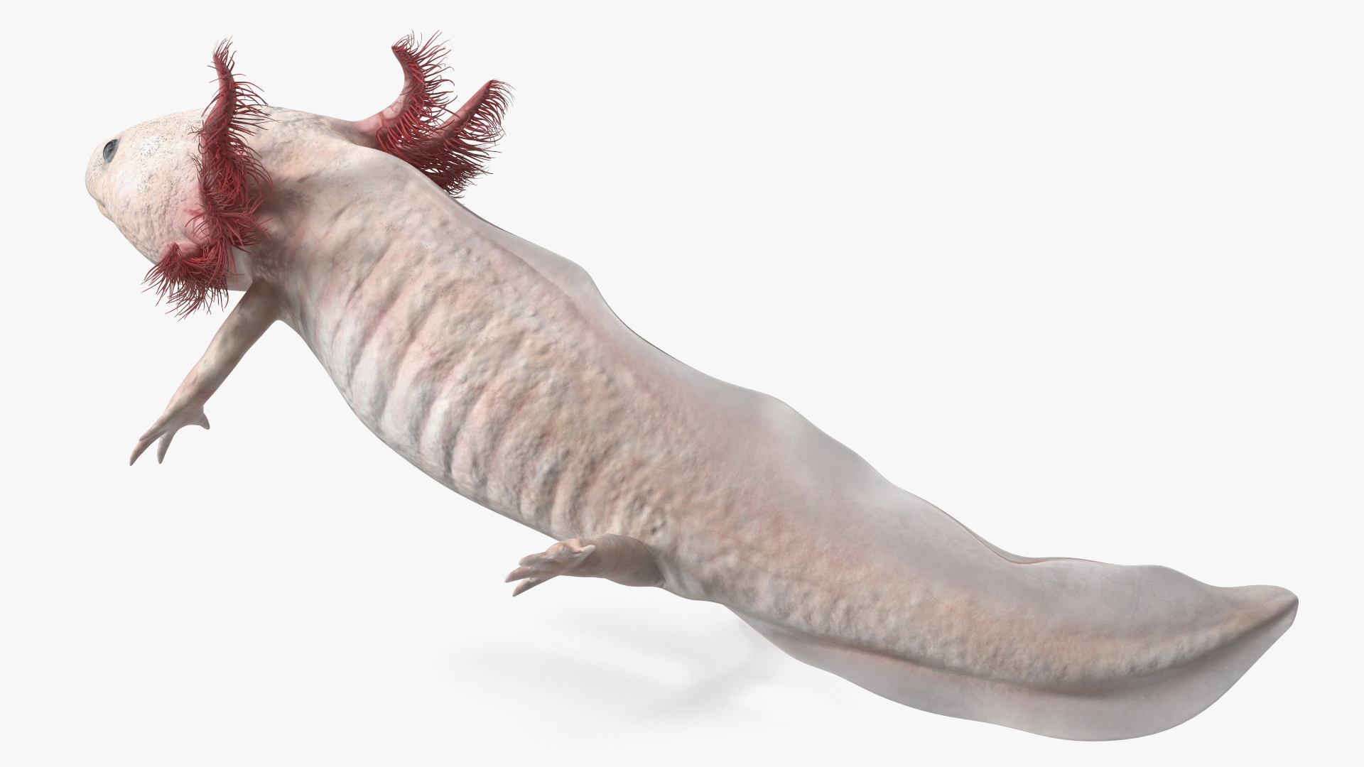 3D Pink Aquatic Salamander model