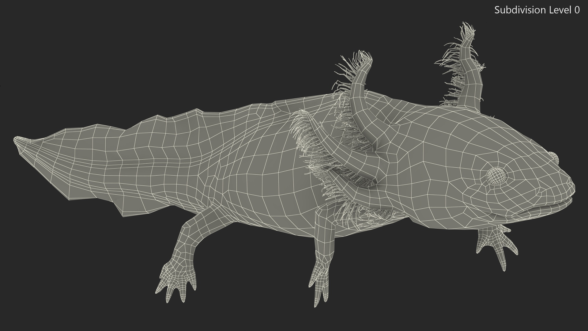 3D Pink Aquatic Salamander model