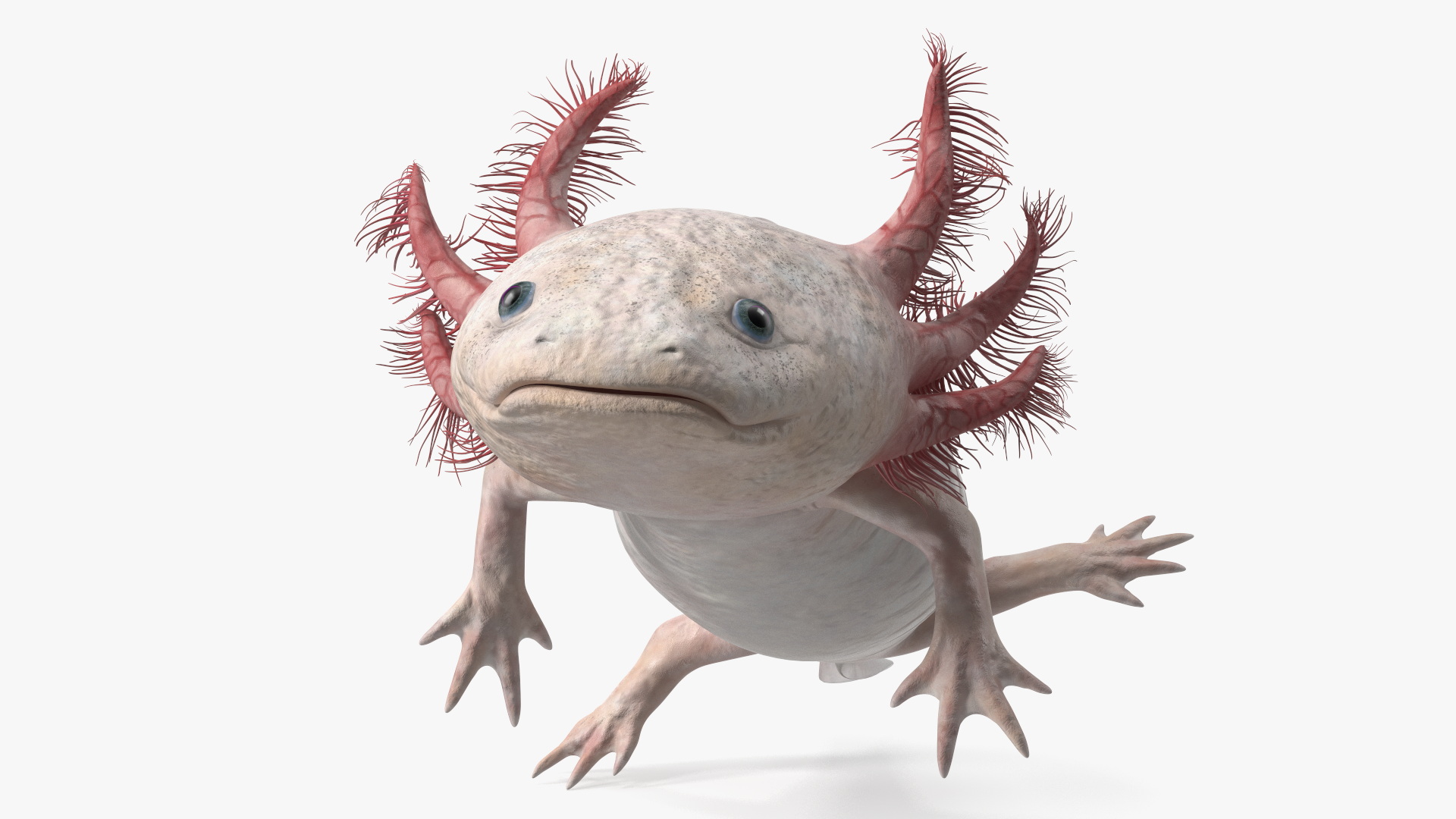 3D Pink Aquatic Salamander model