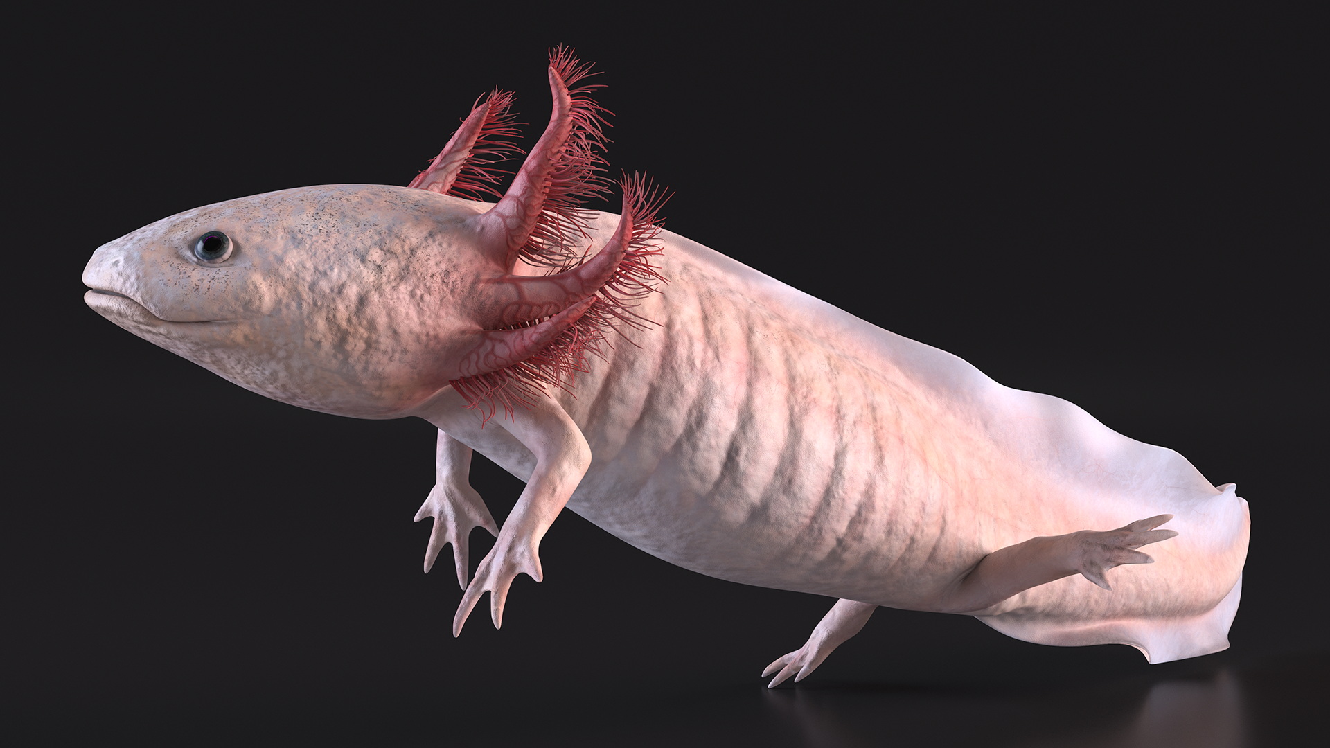 3D Pink Aquatic Salamander model